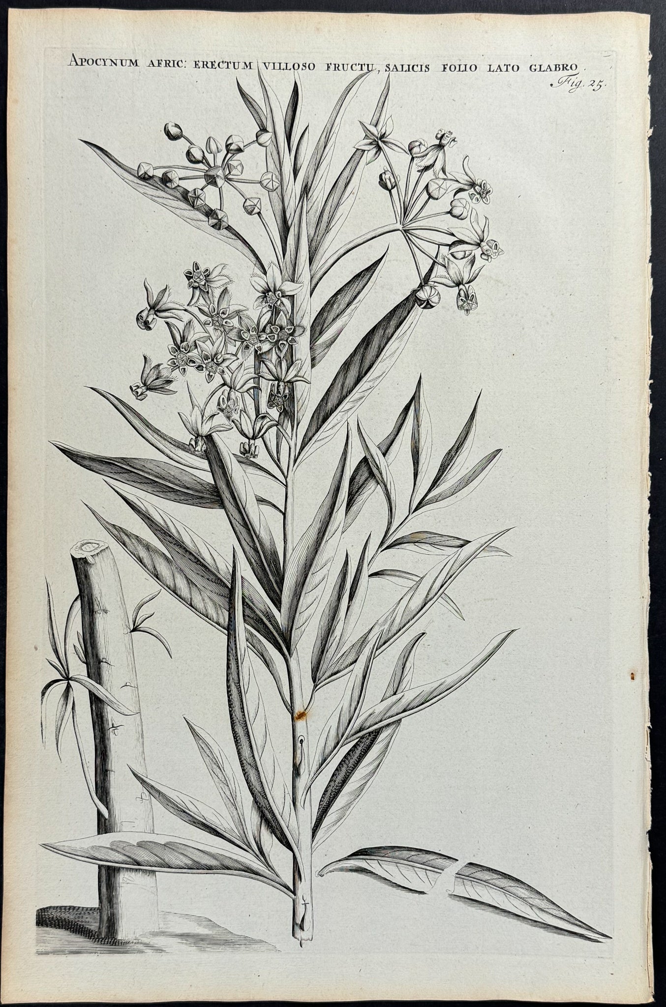 Plant - Apocynum Americanum