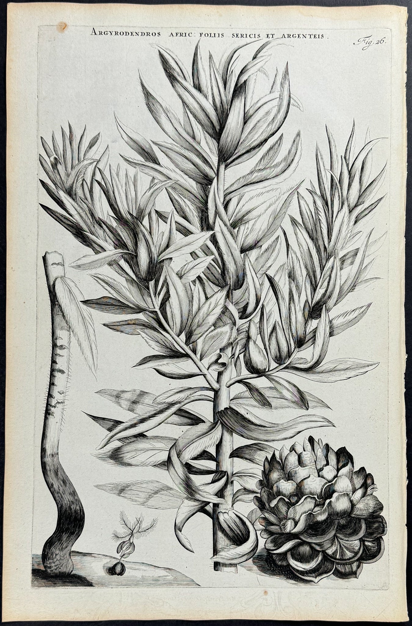 Plant - Argyrodendros Africana