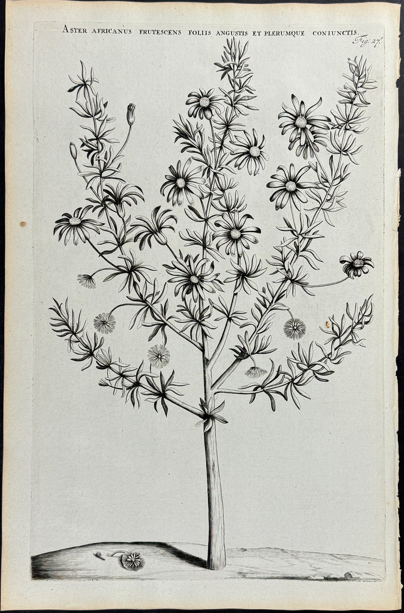 African Daisy - Aster Africanus