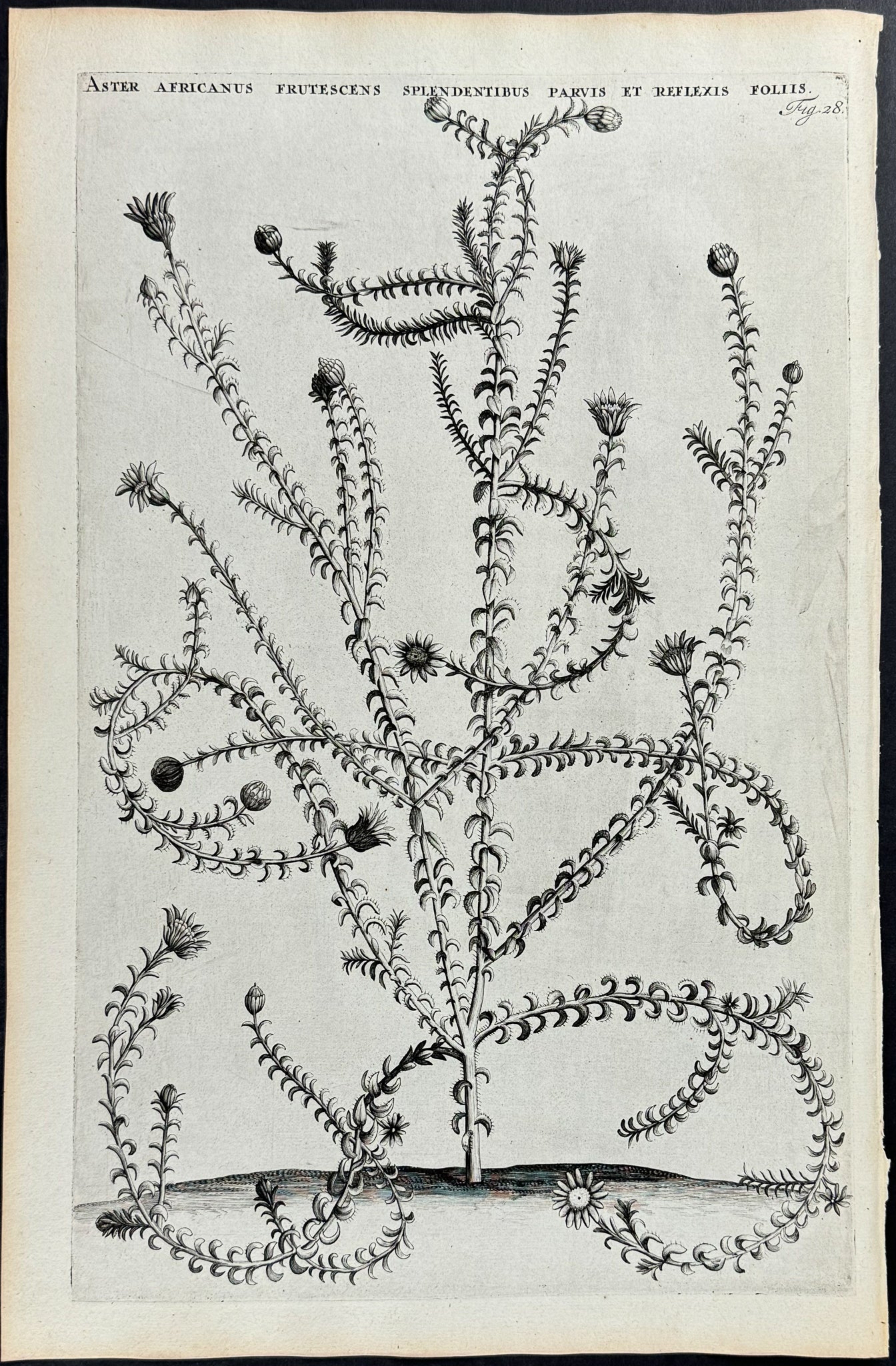 African Daisy - Aster Africanus