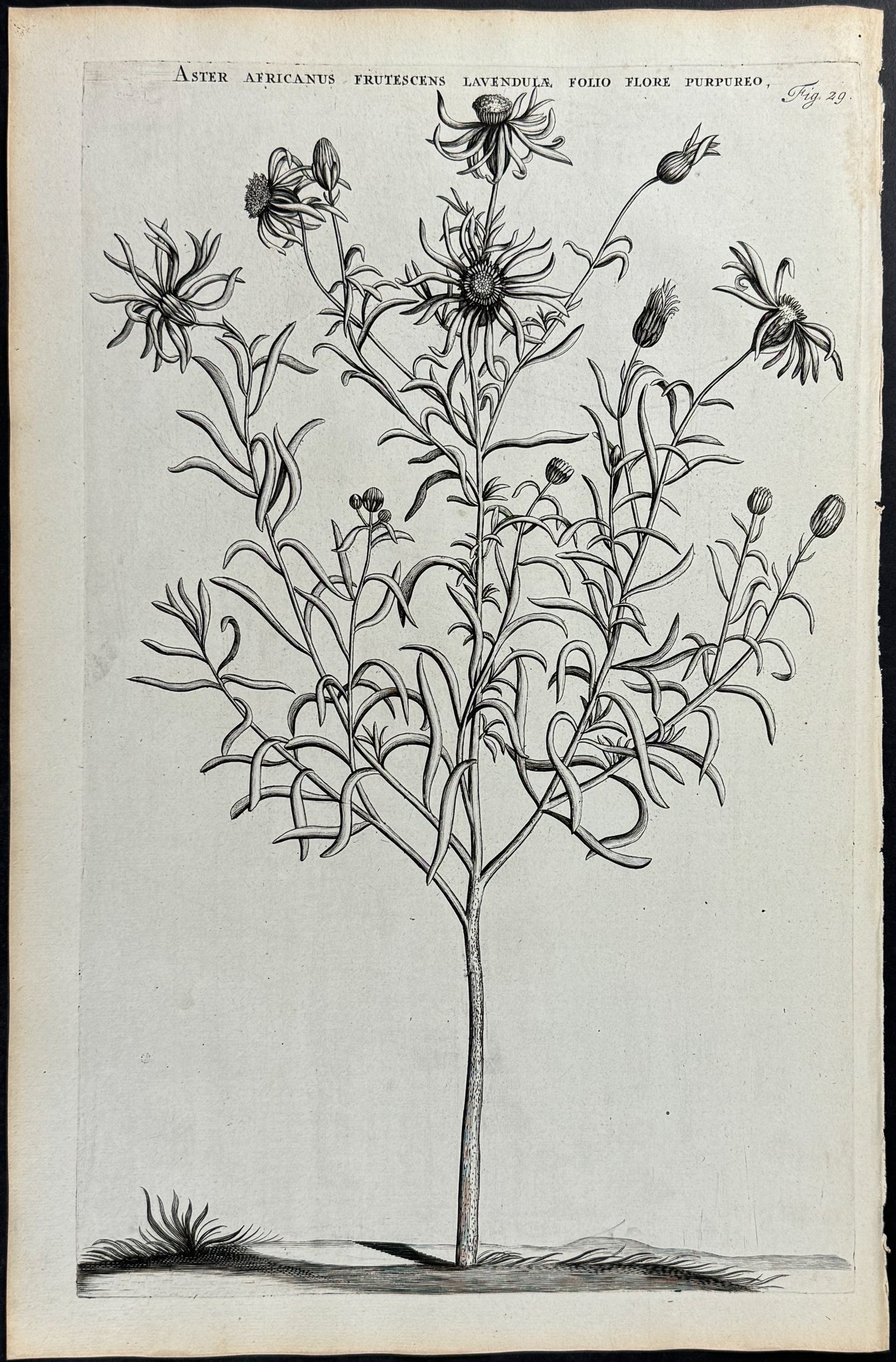 African Daisy - Aster Africanus