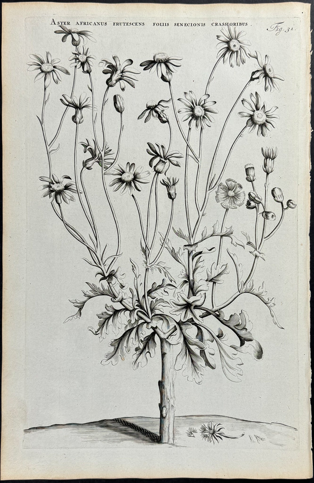 African Daisy - Aster Africanus