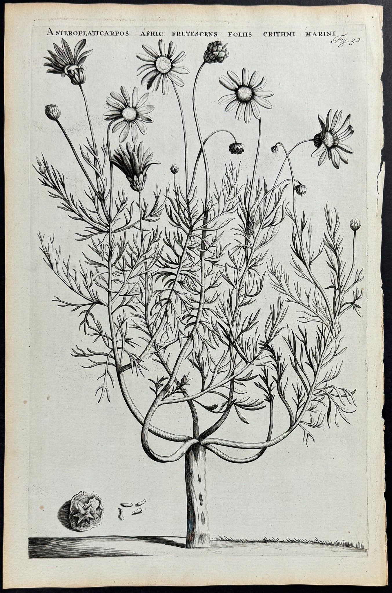 Plant - Asteroplatycarpos Africana