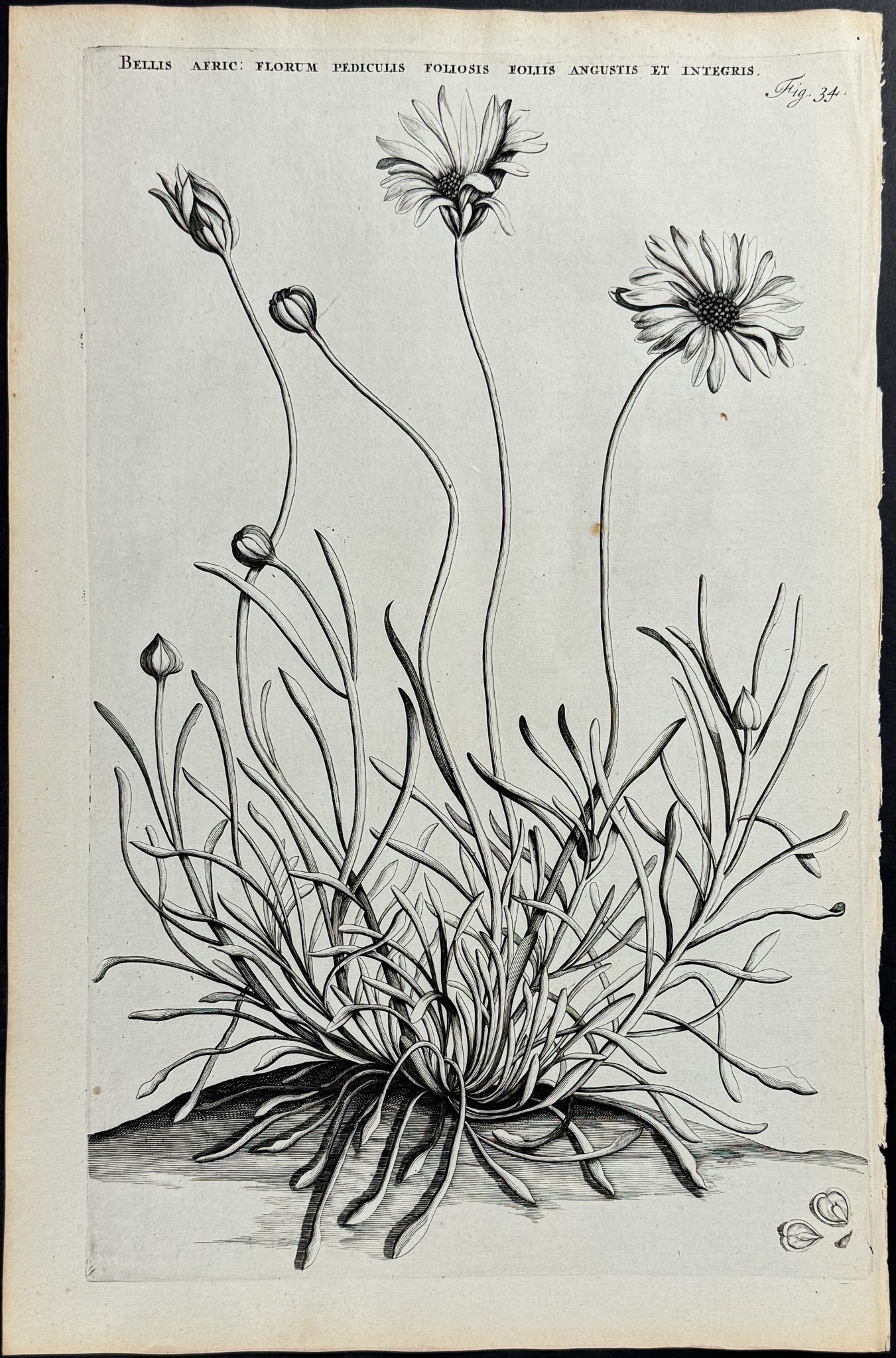 Plant - Bellis Africana