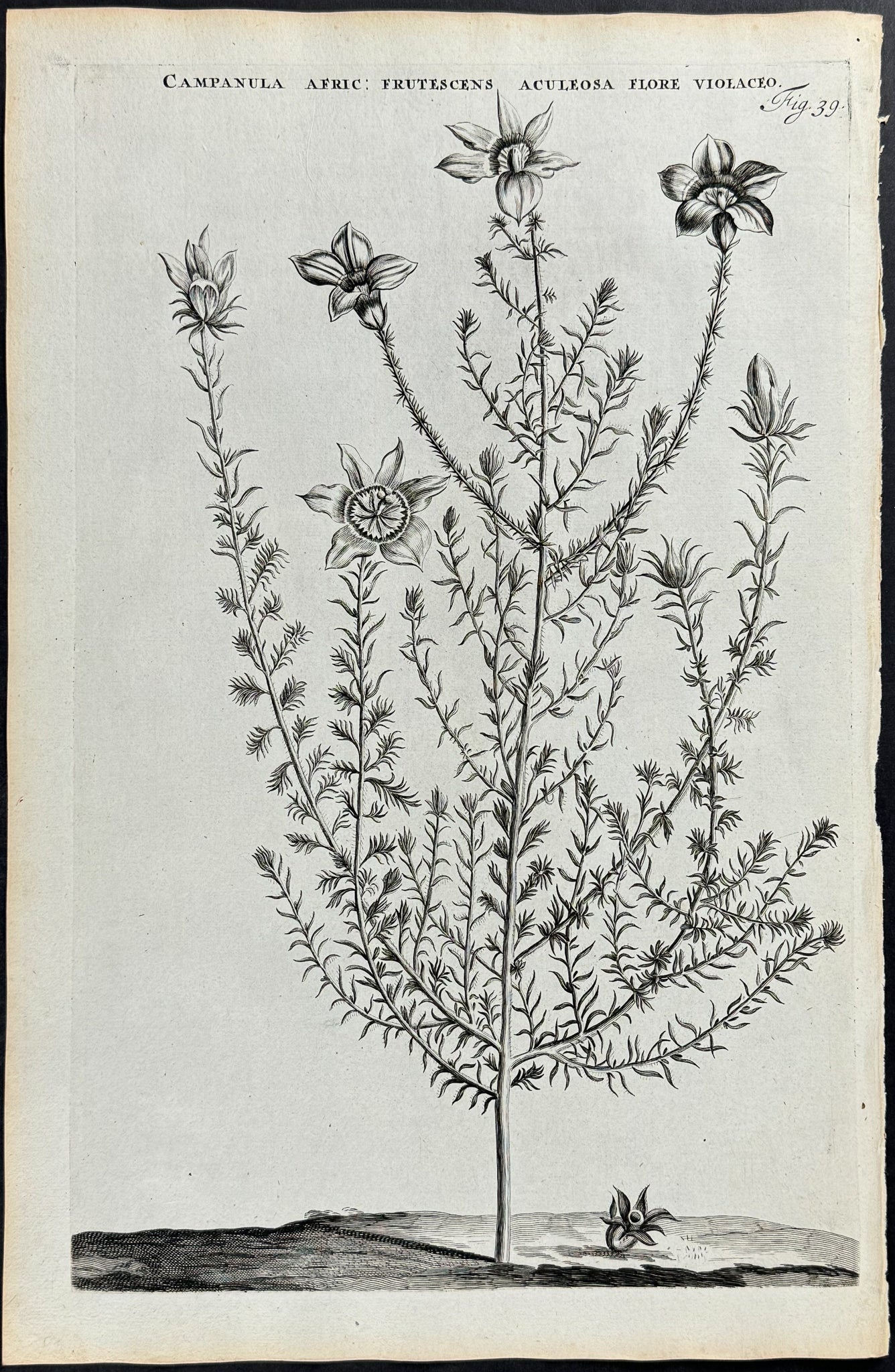Bellflower - Campanula Africana