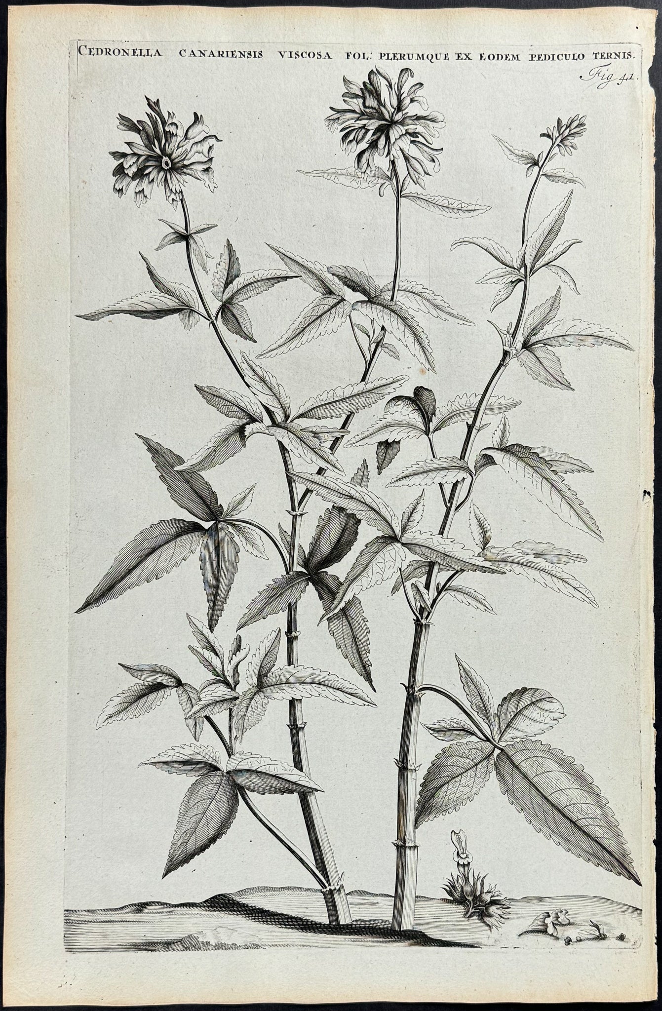 Plant - Cedronella Canariensis