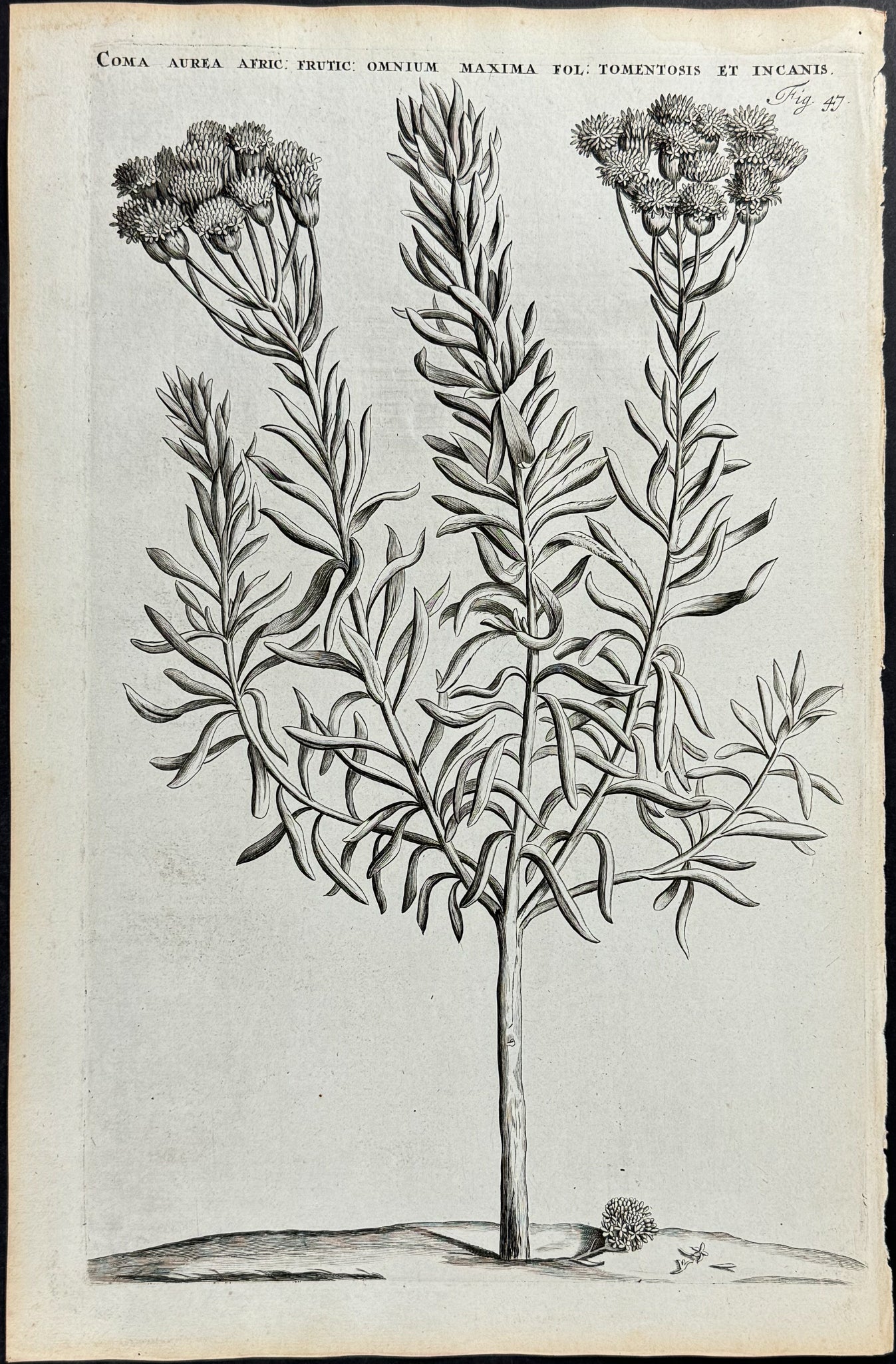 Plant - Coma Aurea Africana