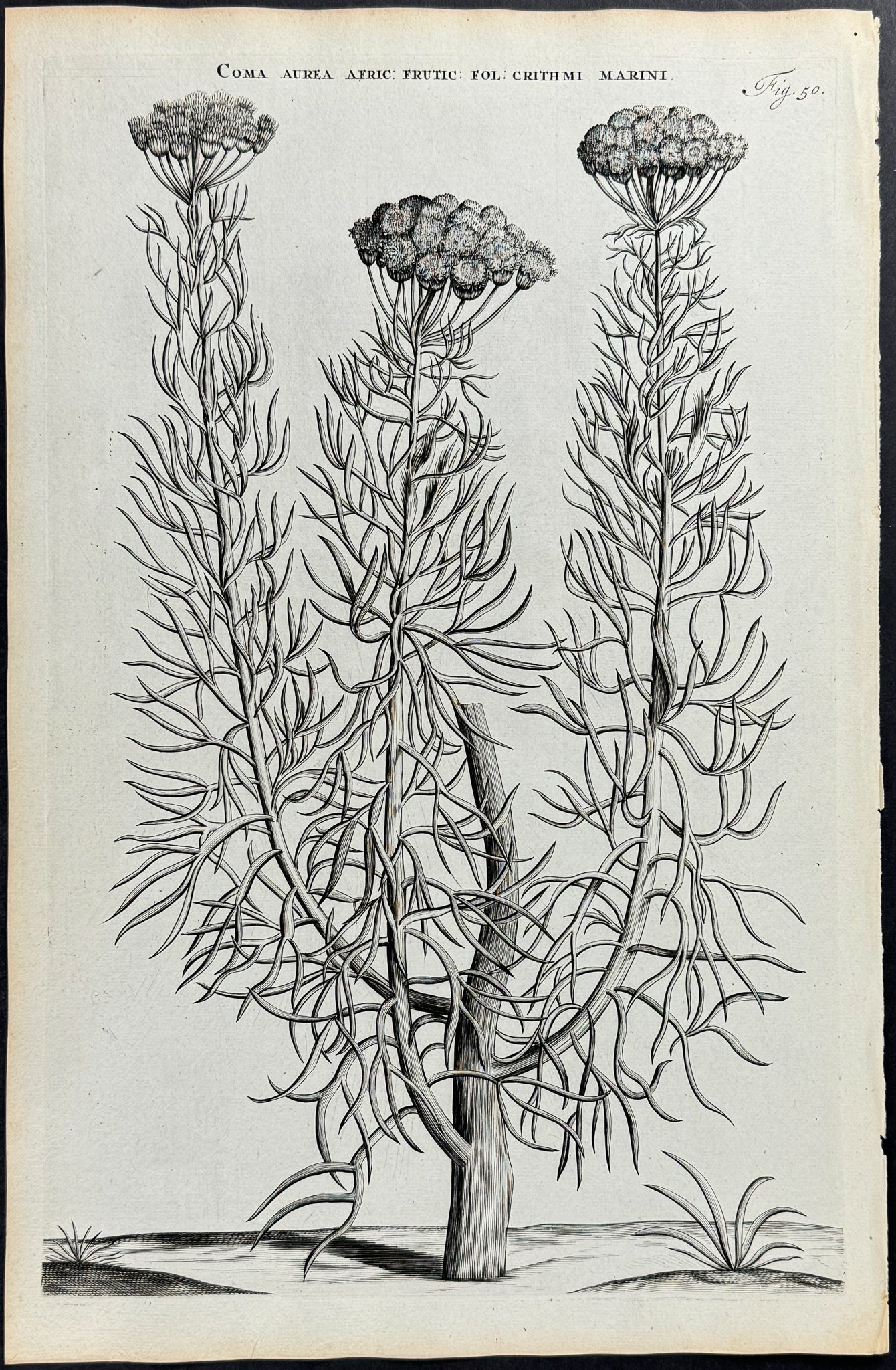 Plant - Coma Aurea Africana