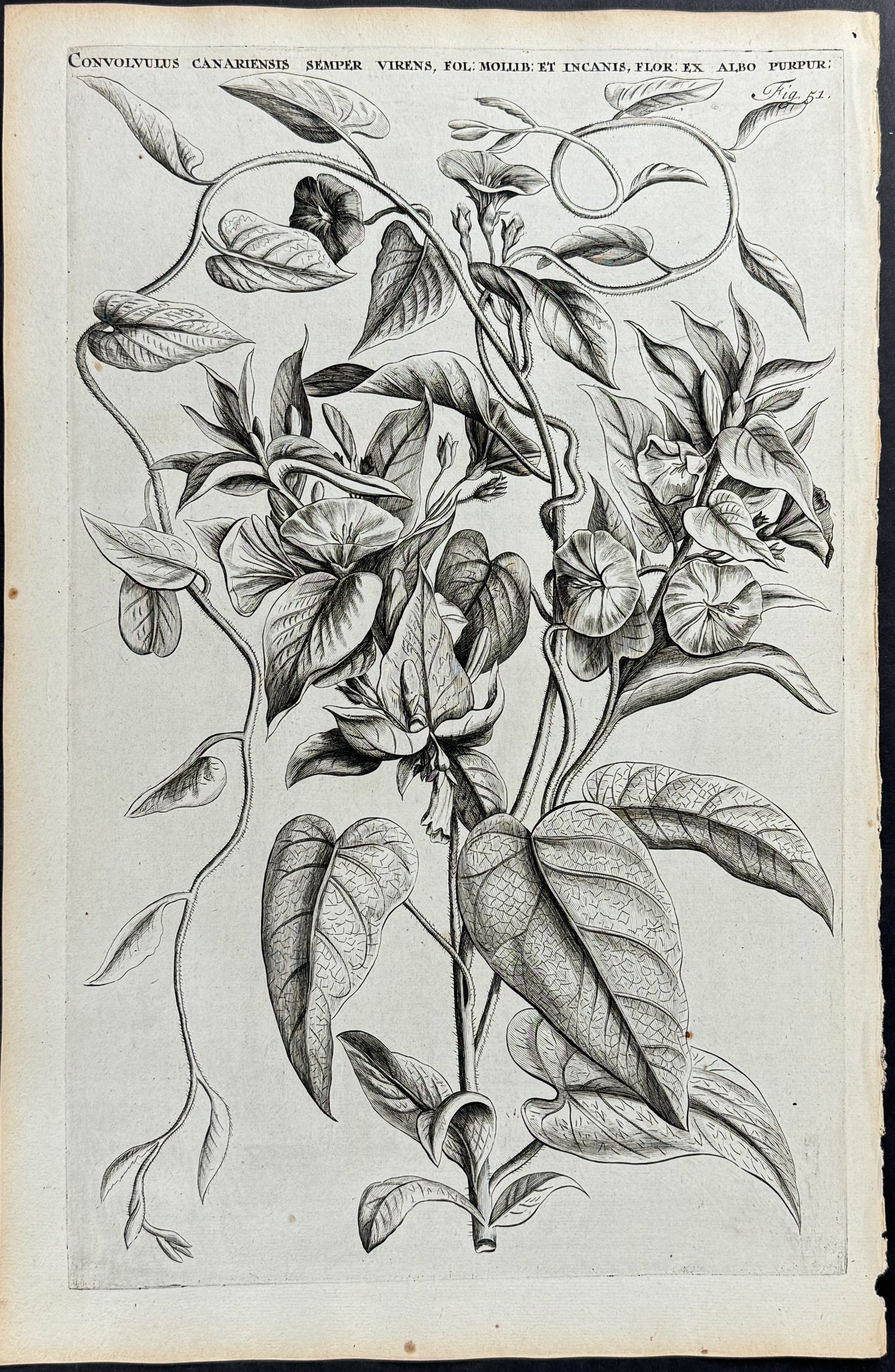 Bindweed - Convolvulus Canariensis