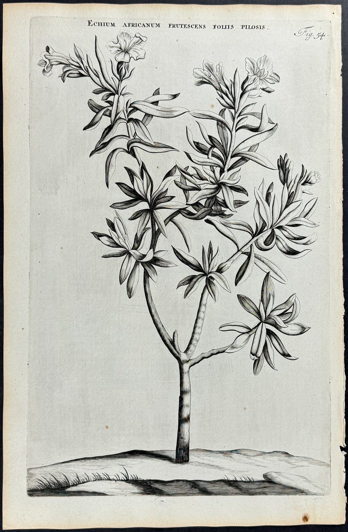 Plant - Echium Africanum
