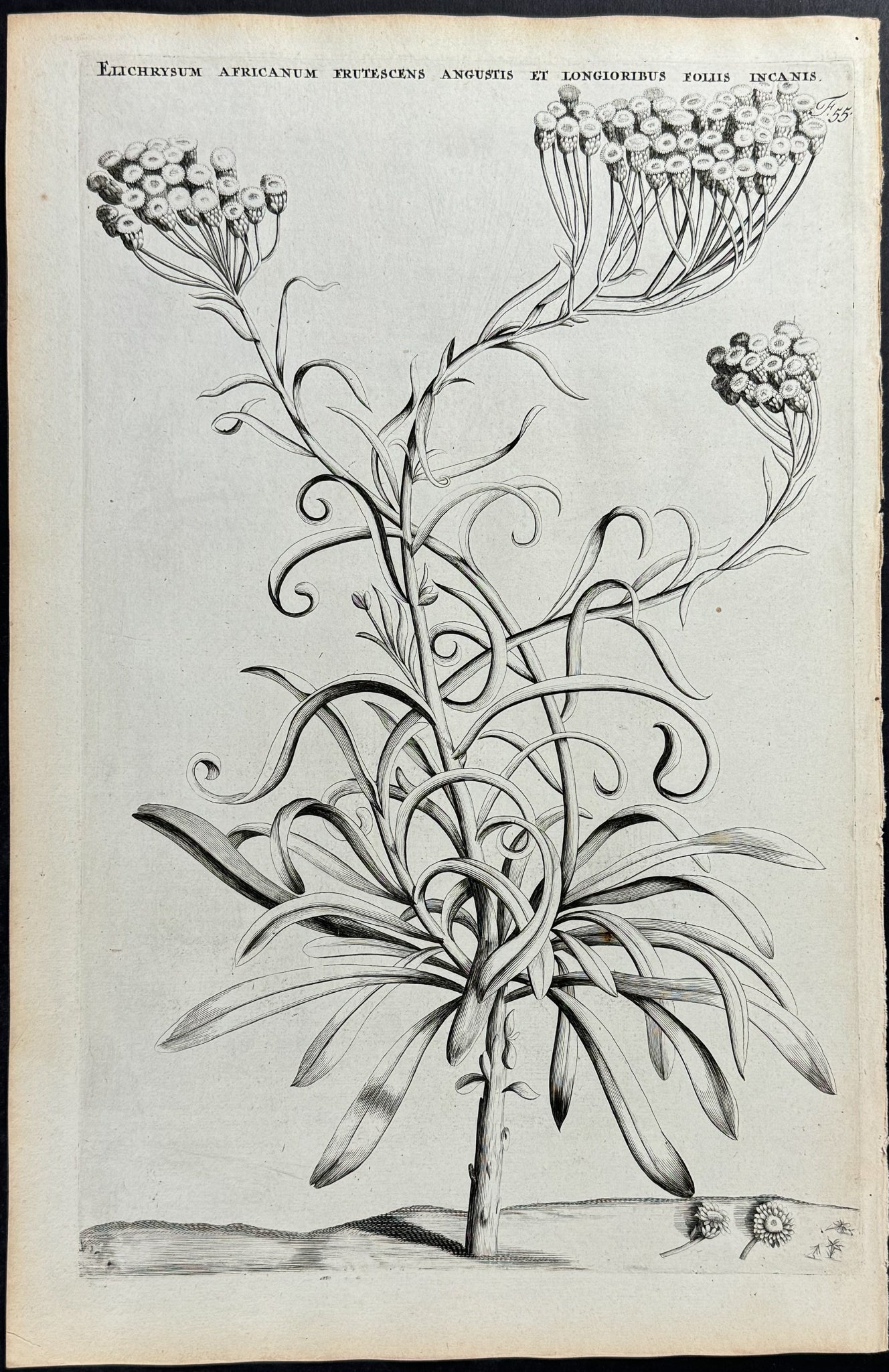 Plant - Elichrysum Africanum