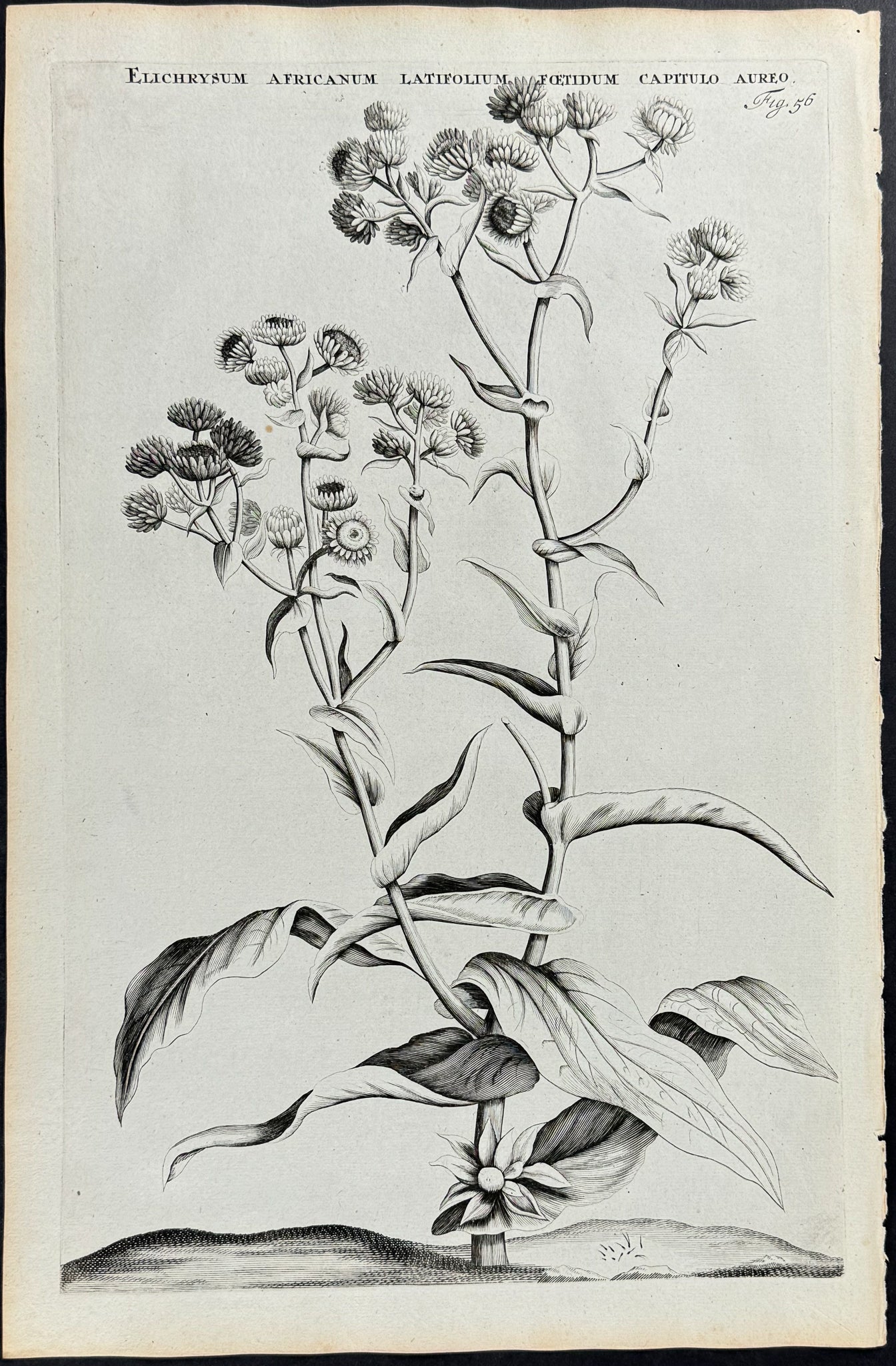 Plant - Elichrysum Africanum