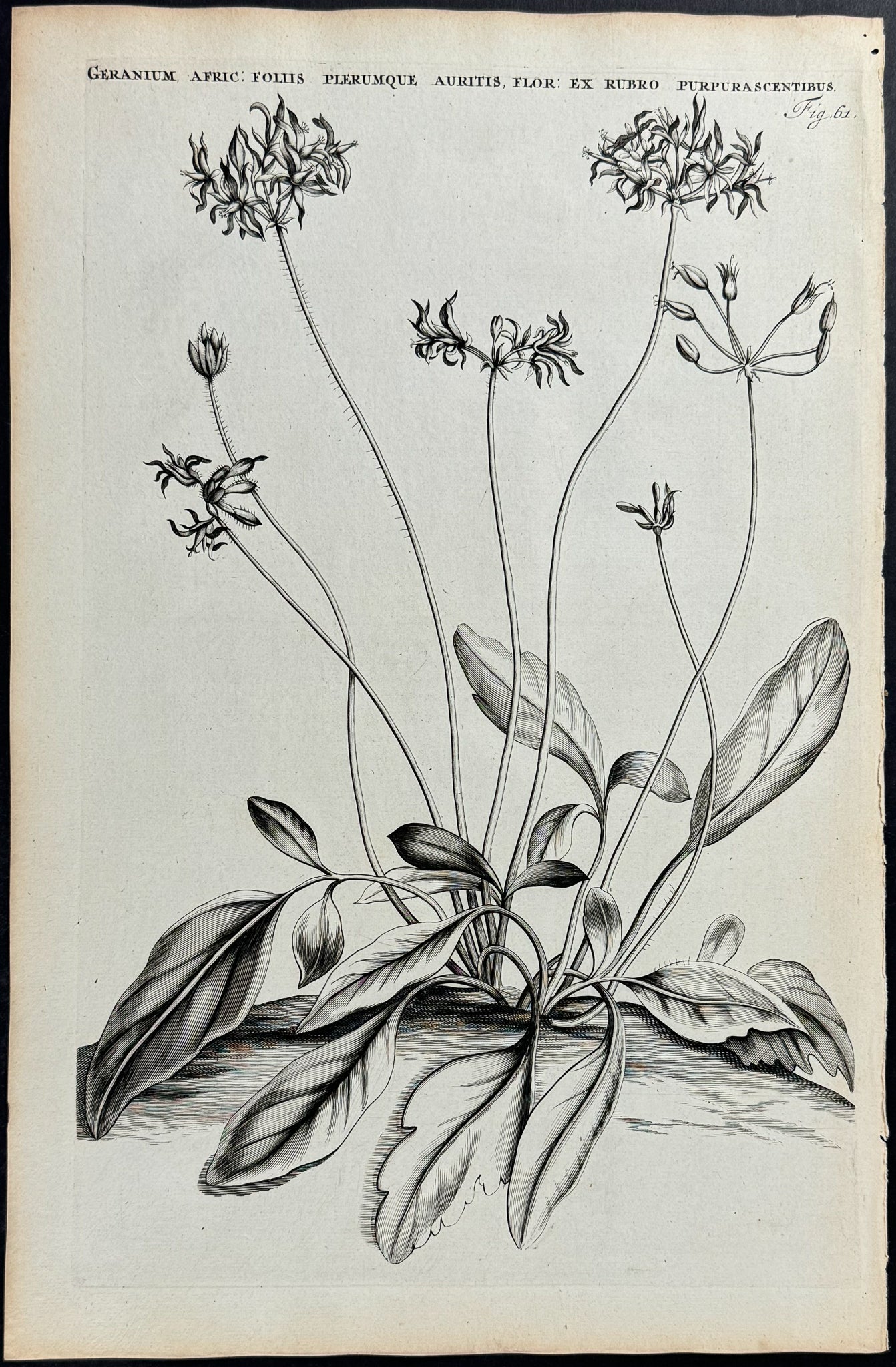 African Geranium - Geranium Africanum