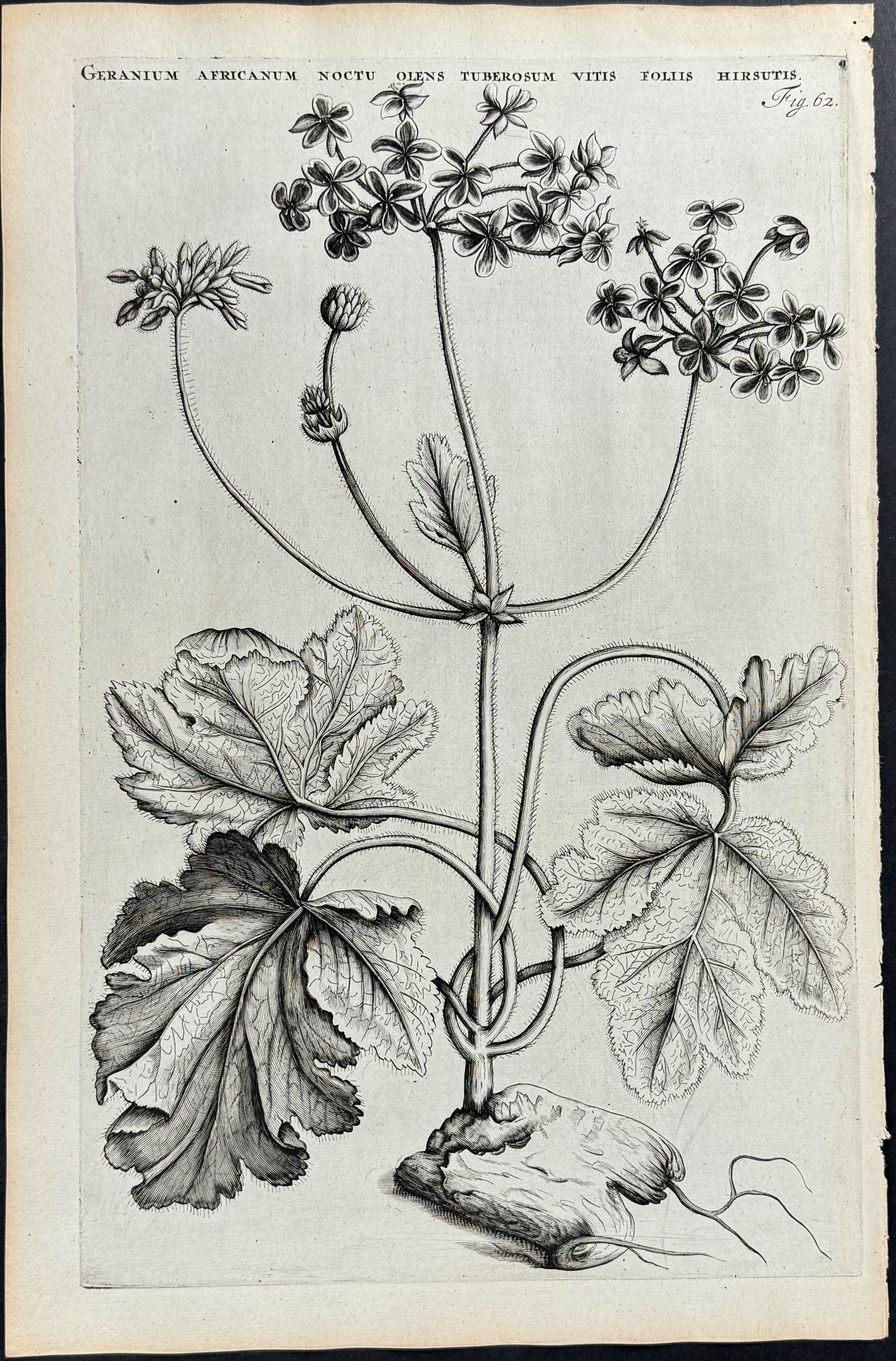African Geranium - Geranium Africanum