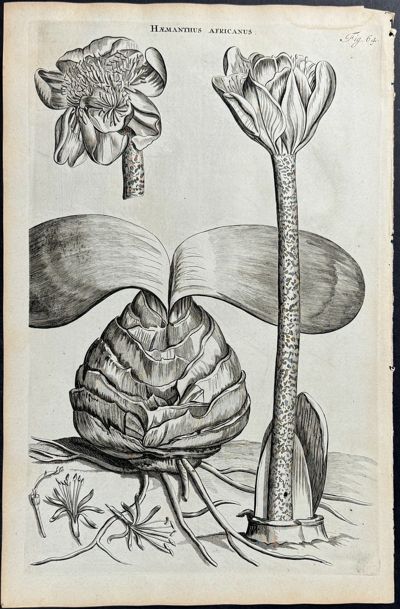 Blood Lily - Haemanthus Africanus