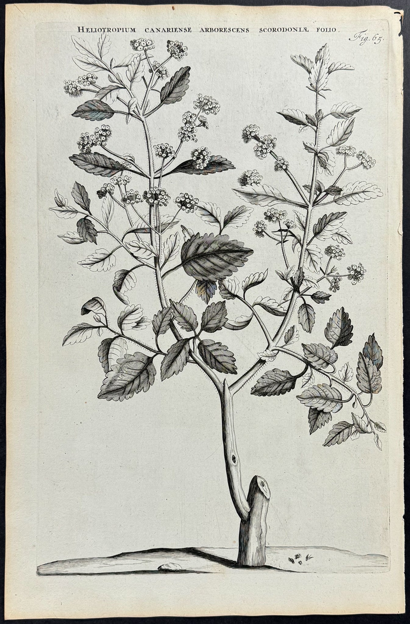 Heliotrope - Heliotropium Canariense