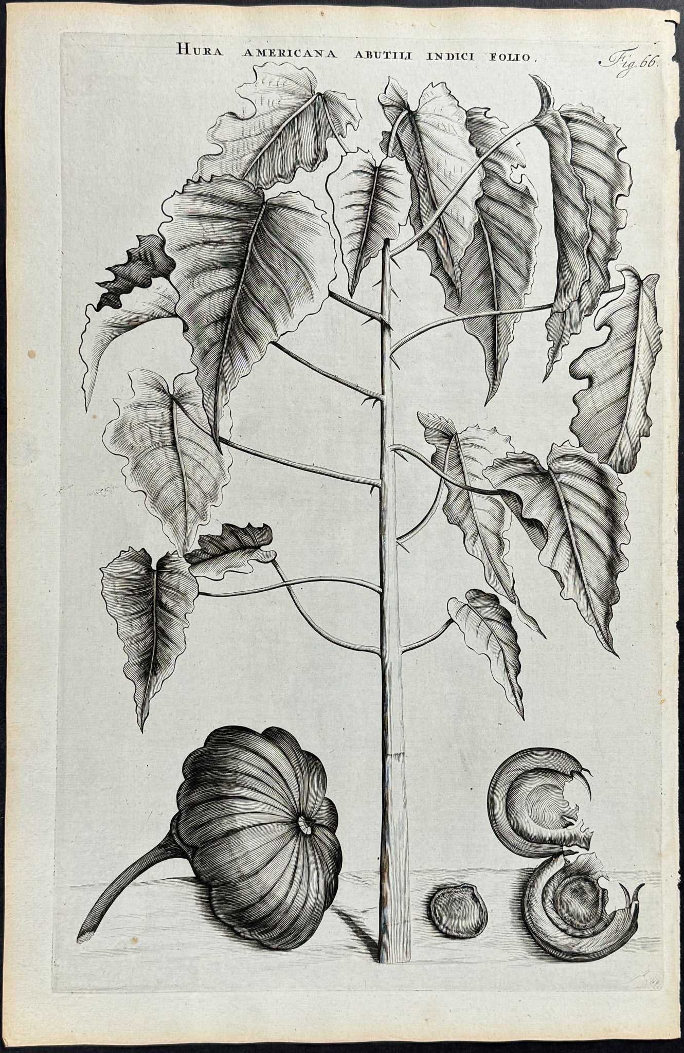 Plant - Hura Americana