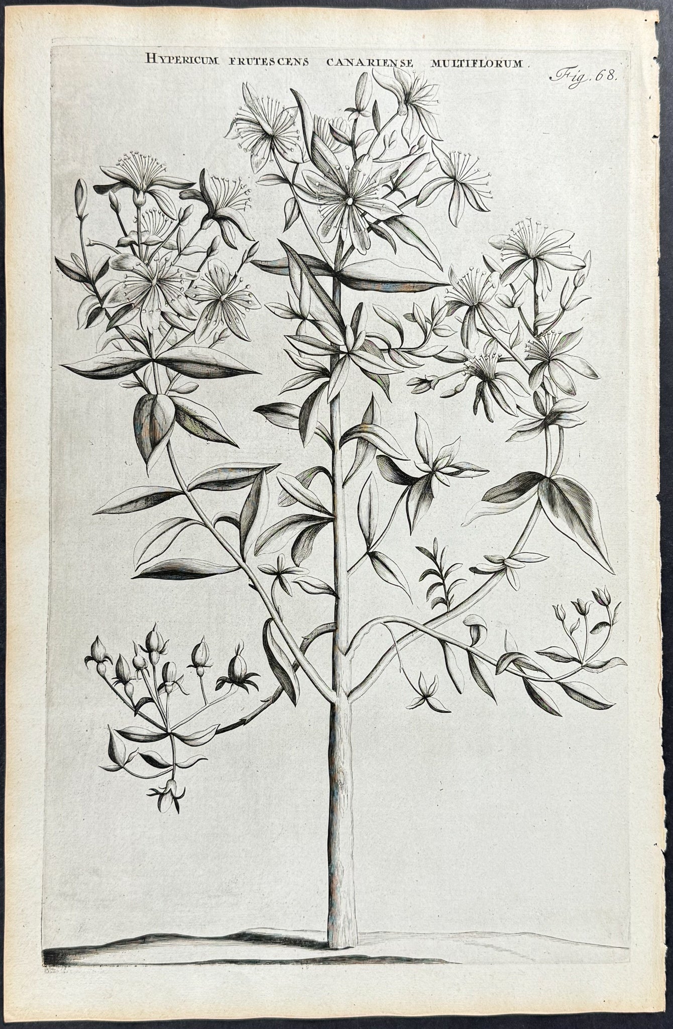 Grenadillo - Hypericum Frutescense Canariense