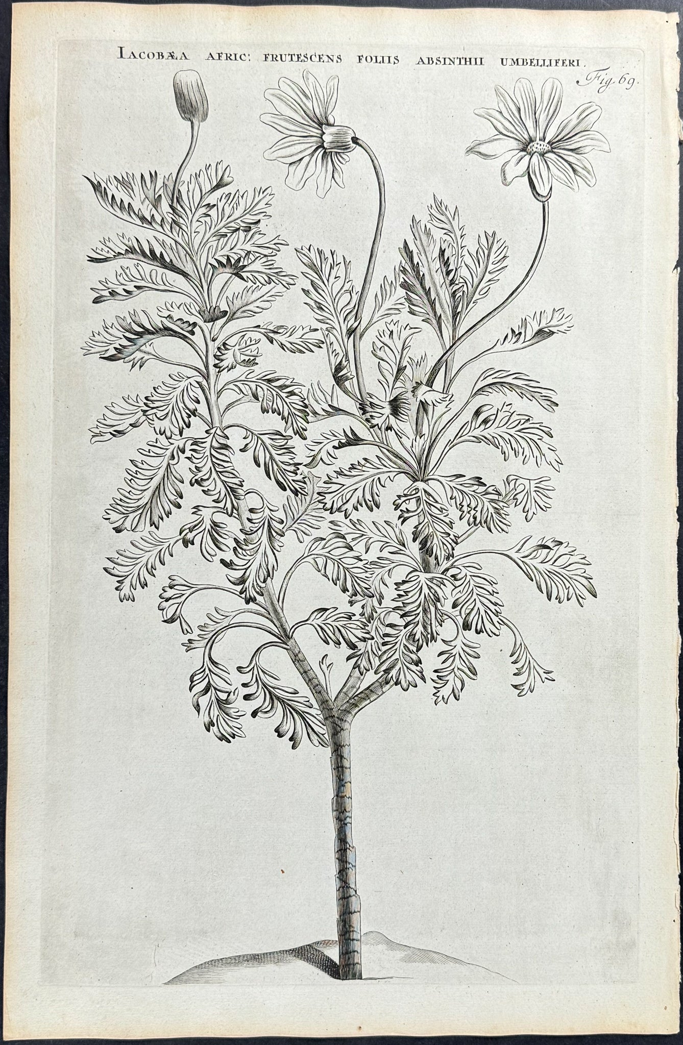 Plant - Jacobaea Africana