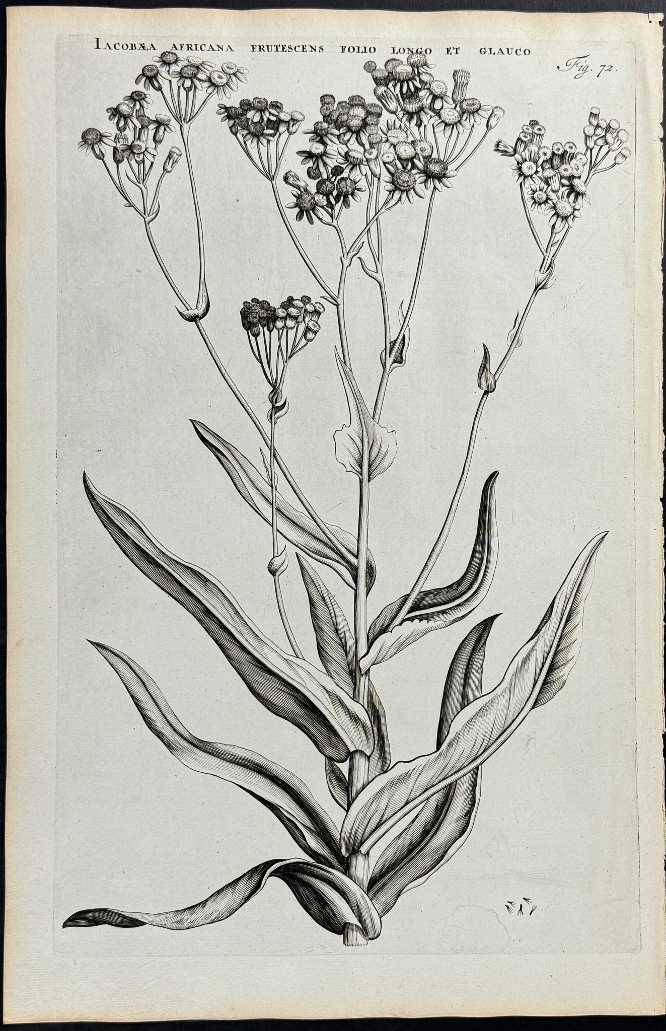 Plant - Jacobaea Africana