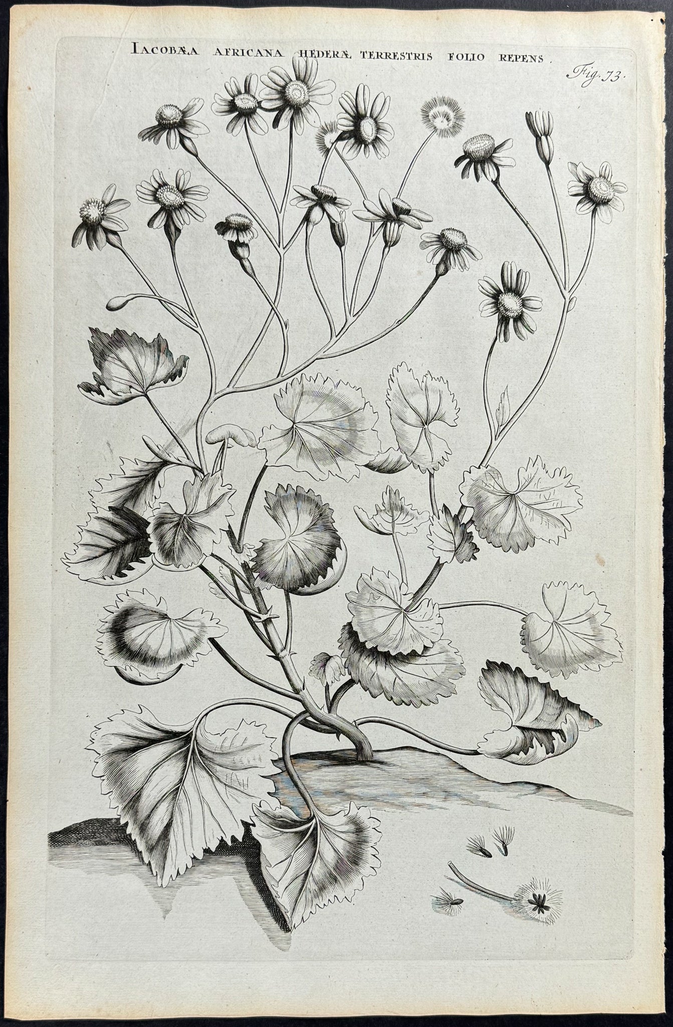 Plant - Jacobaea Africana