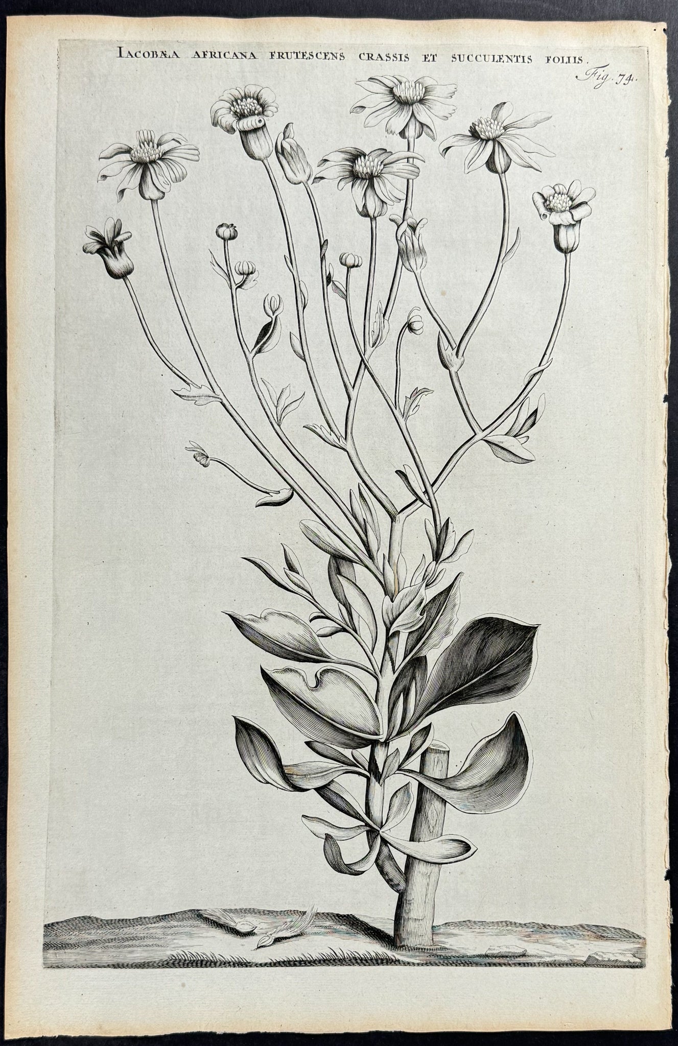 Plant - Jacobaea Africana