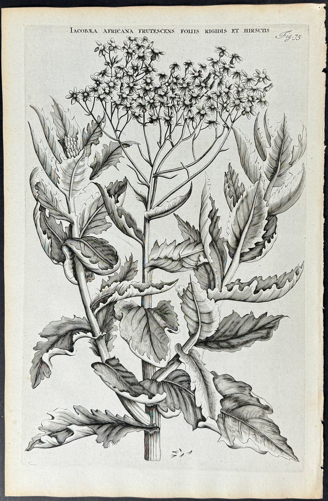 Plant - Jacobaea Africana