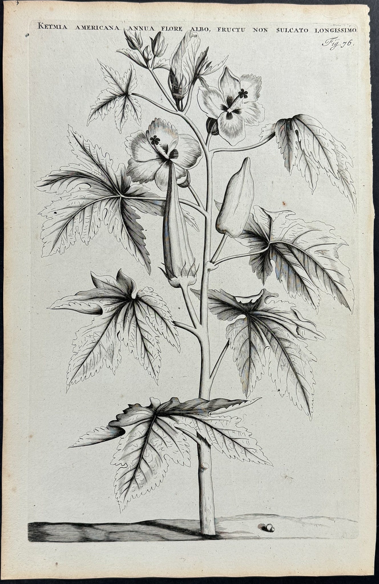 Plant - Ketmia Americana