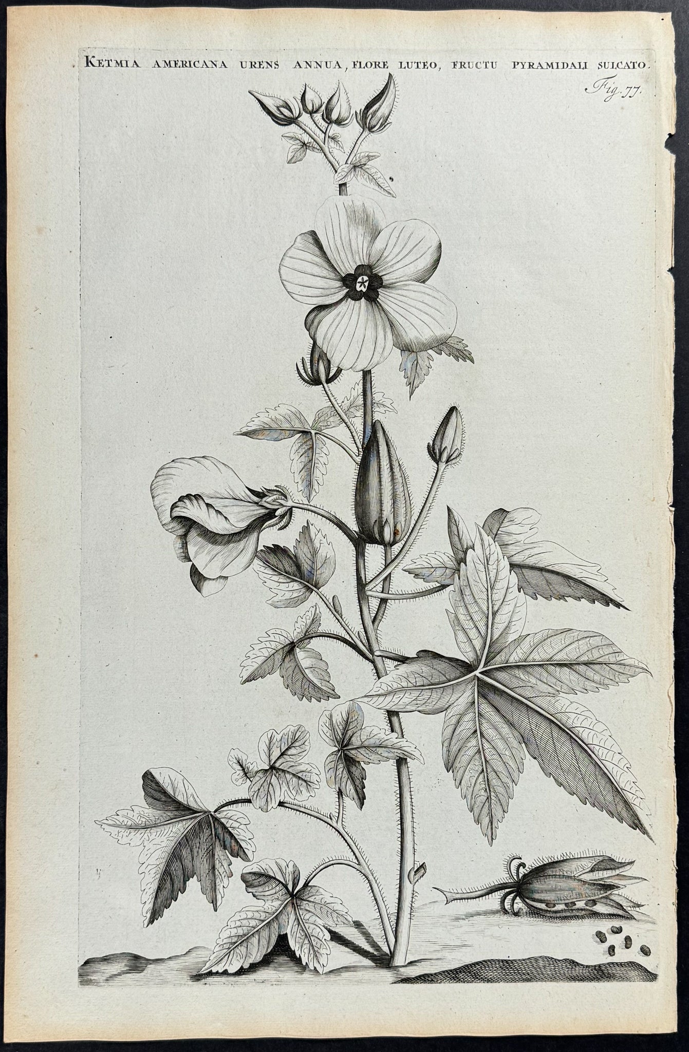 Plant - Ketmia Americana