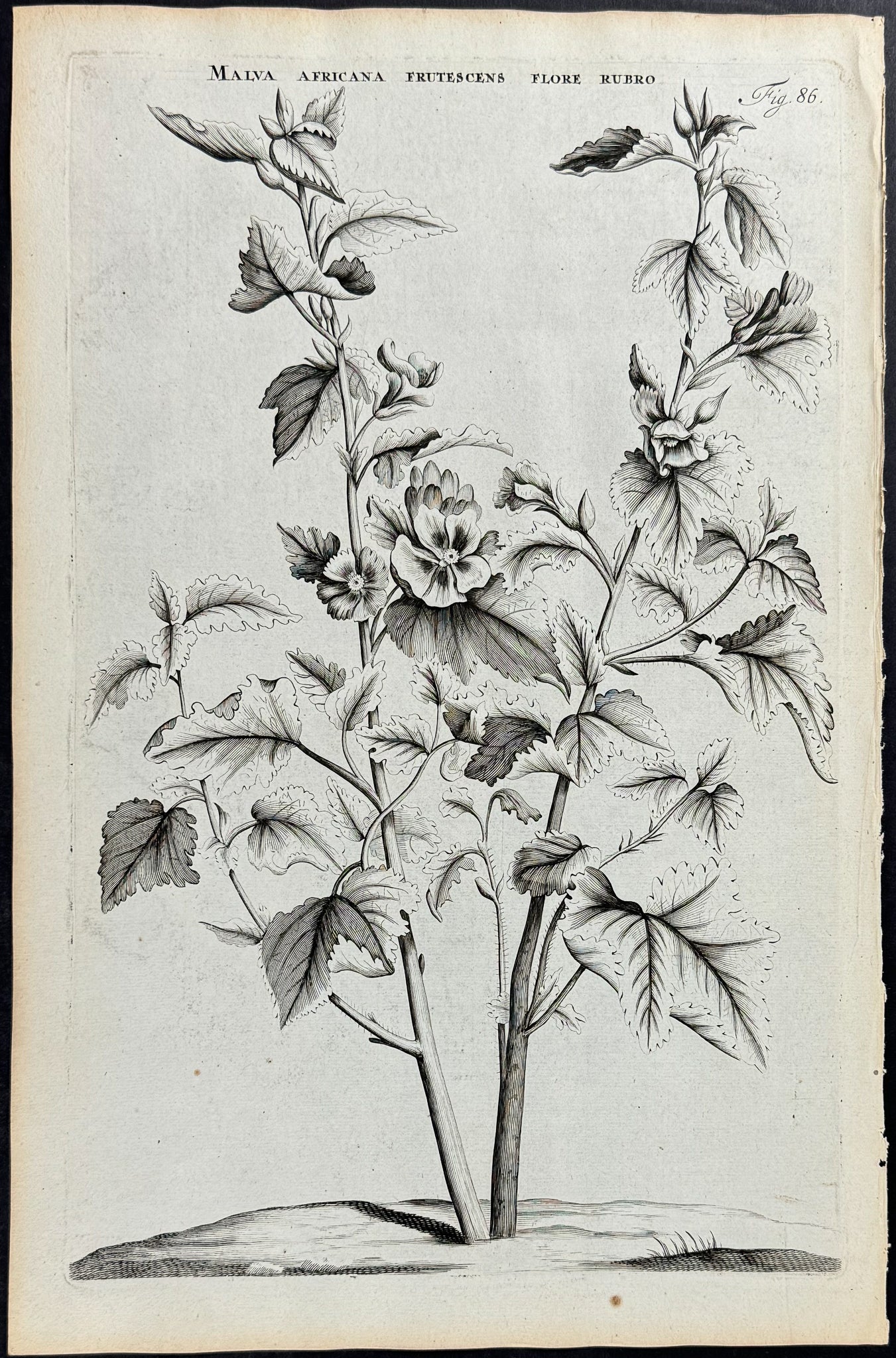 Mallow - Malva Africana