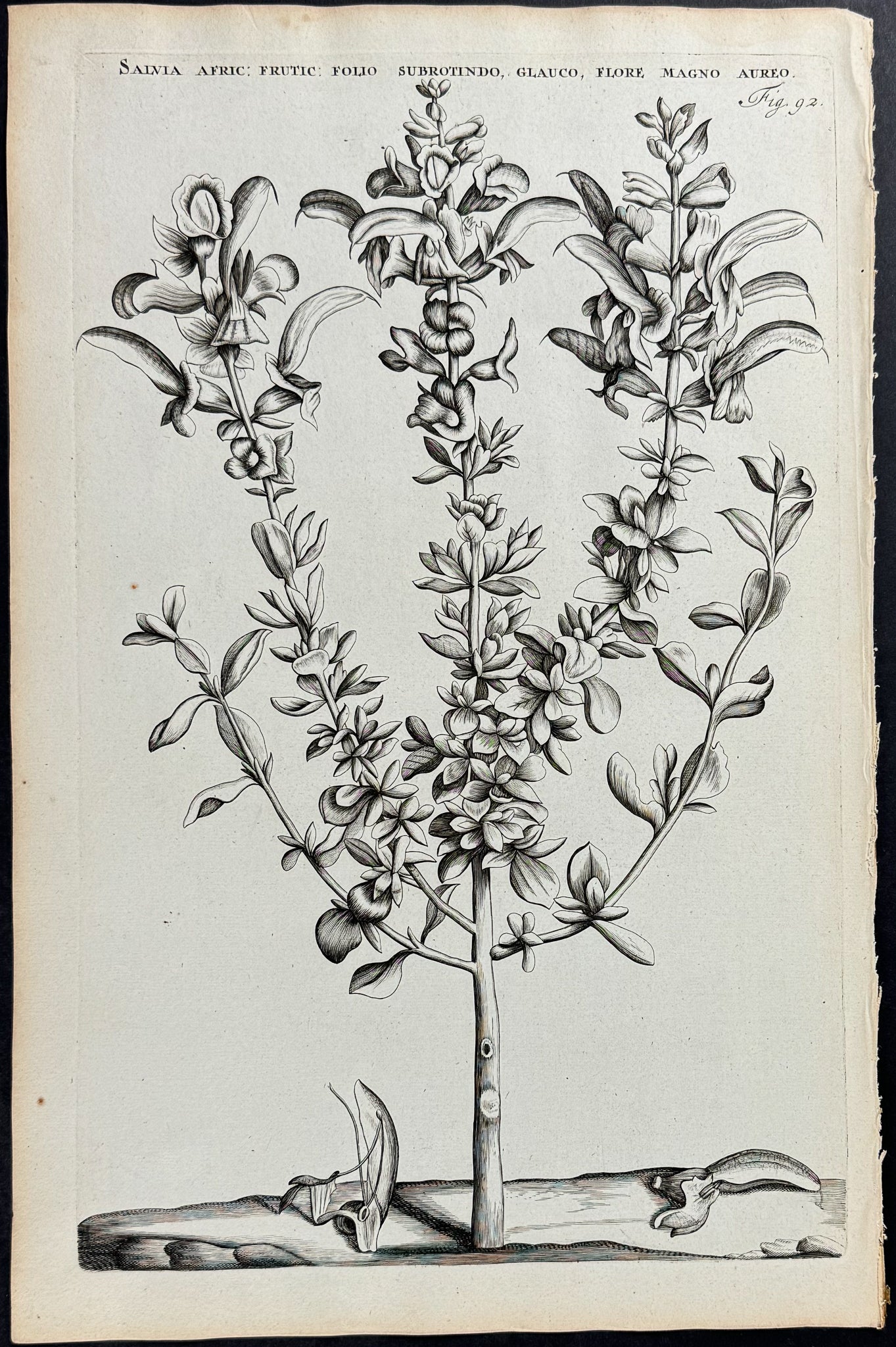 Plant - Salvia Africana