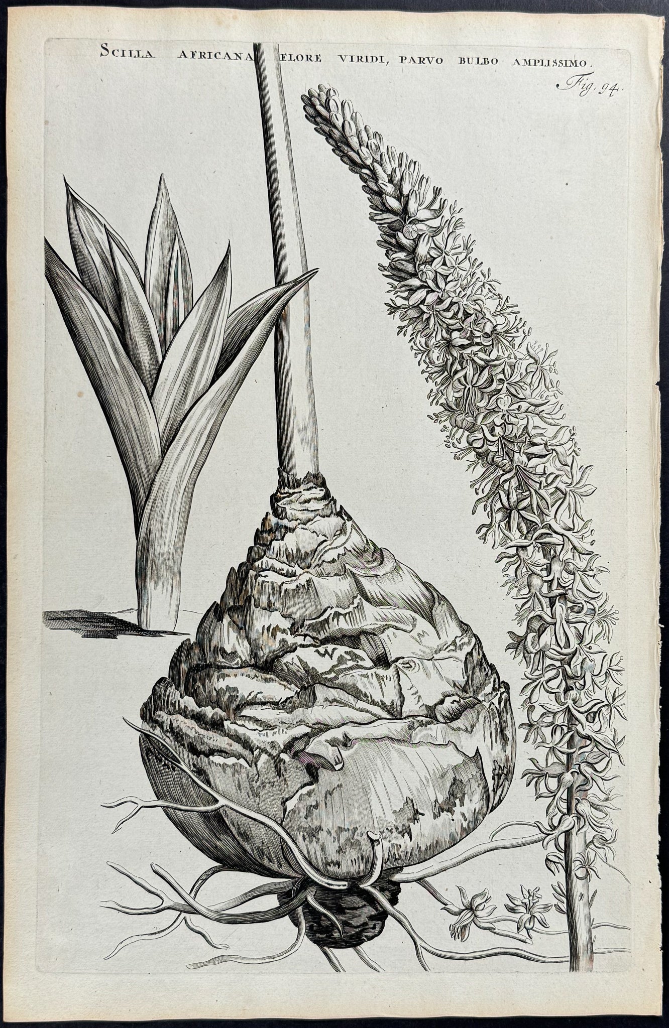 Plant - Scilla Africana