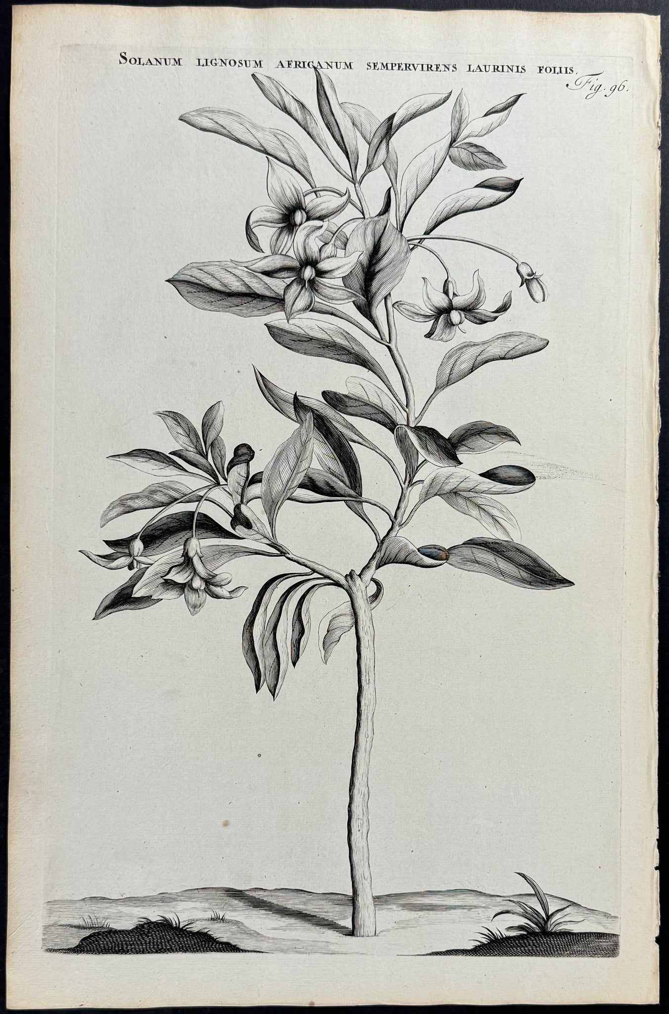 Nightshade - Solanum Lignosum Africanum