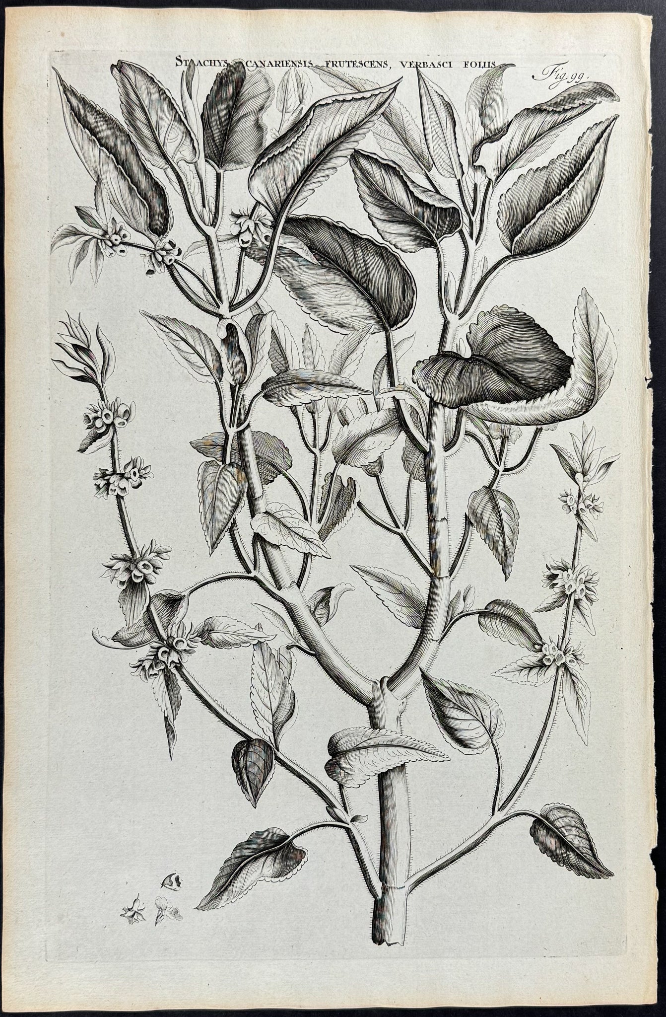Plant - Stachys Canariensis