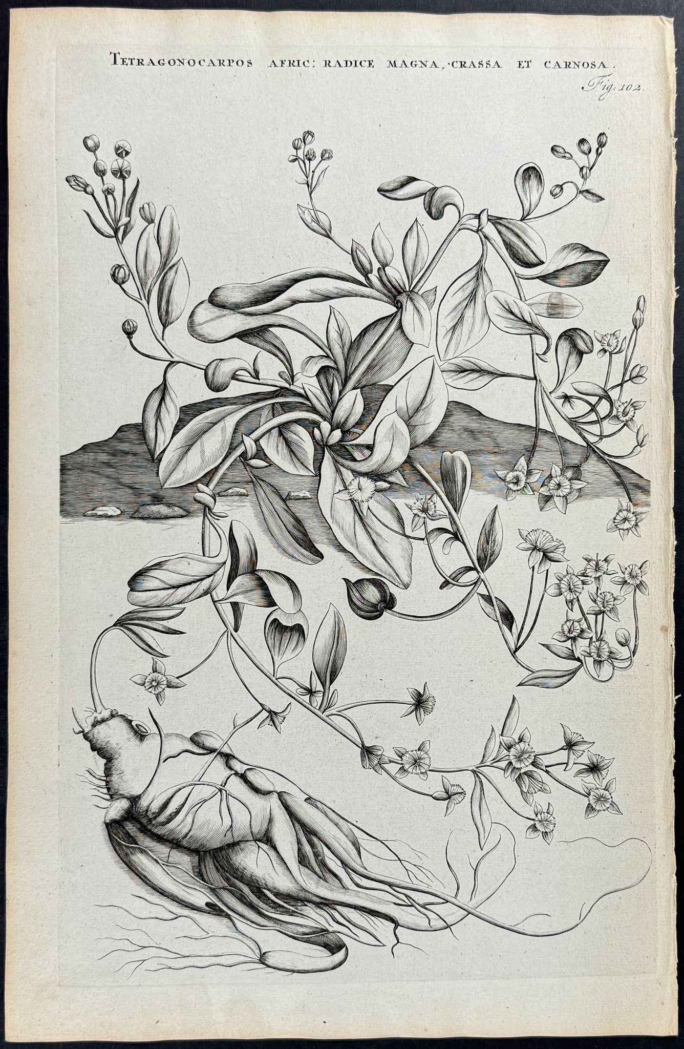 Plant - Tetragonocarpos Africana