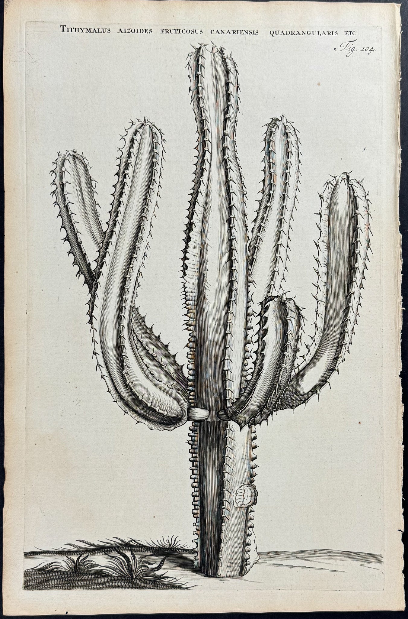 Cactus - Tithymalus Aizoides
