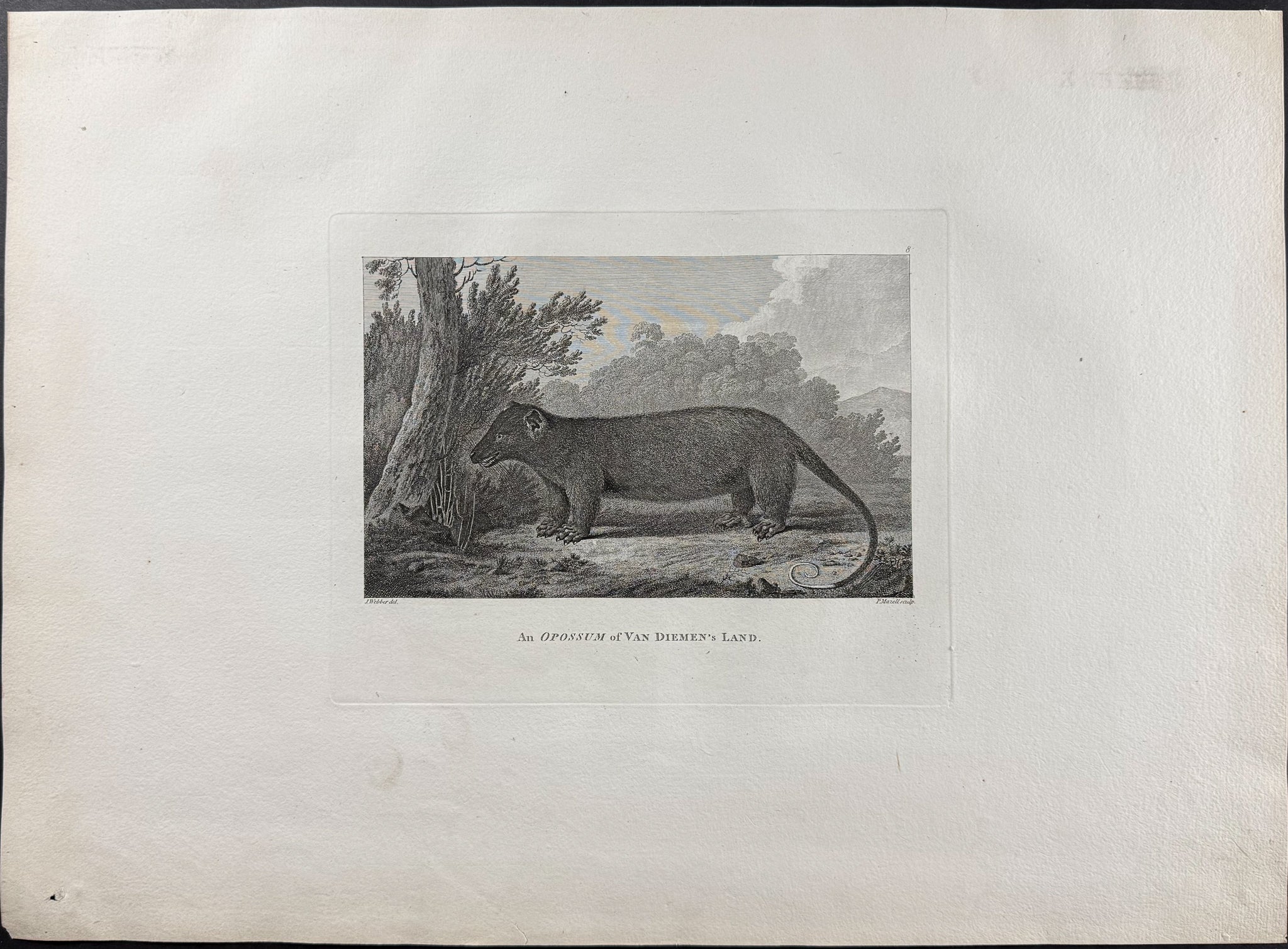 An Opossum of Van Diemen's Land