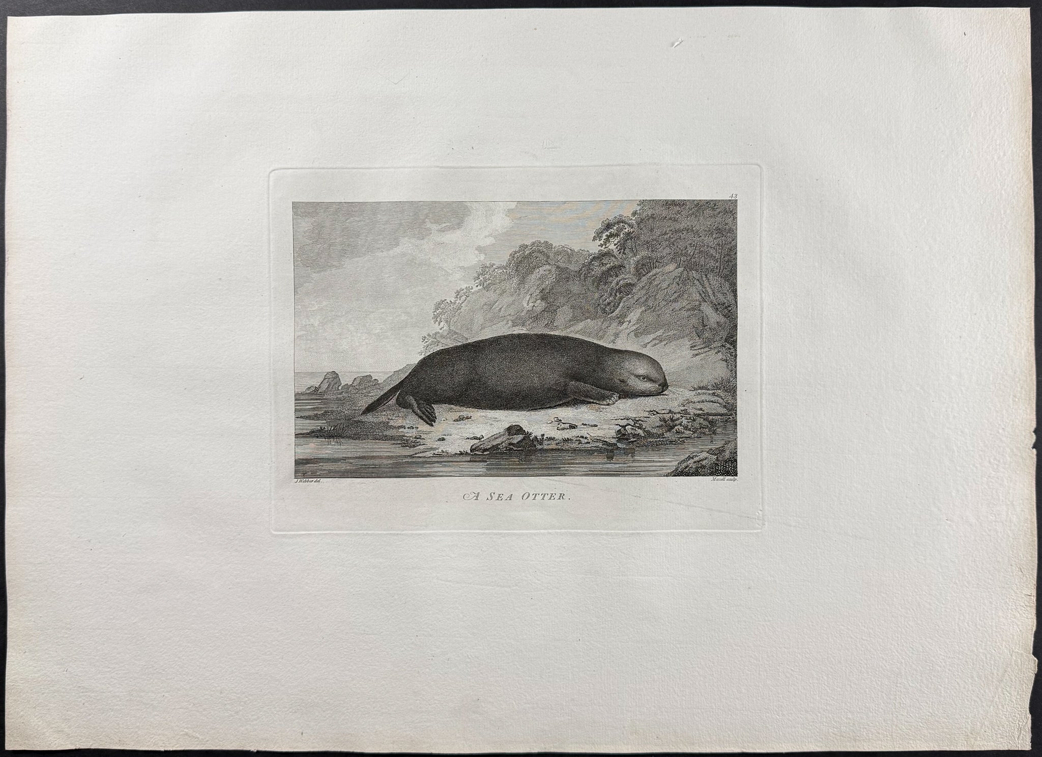 A Sea Otter