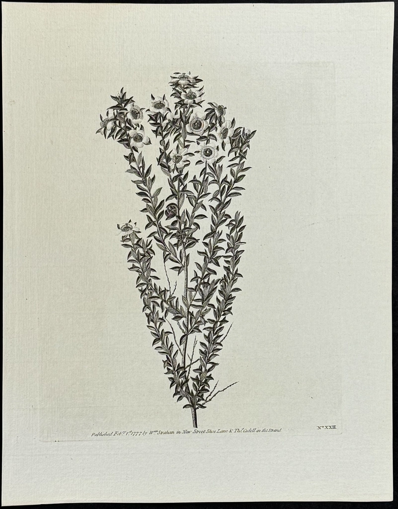 Plant from New Zealand