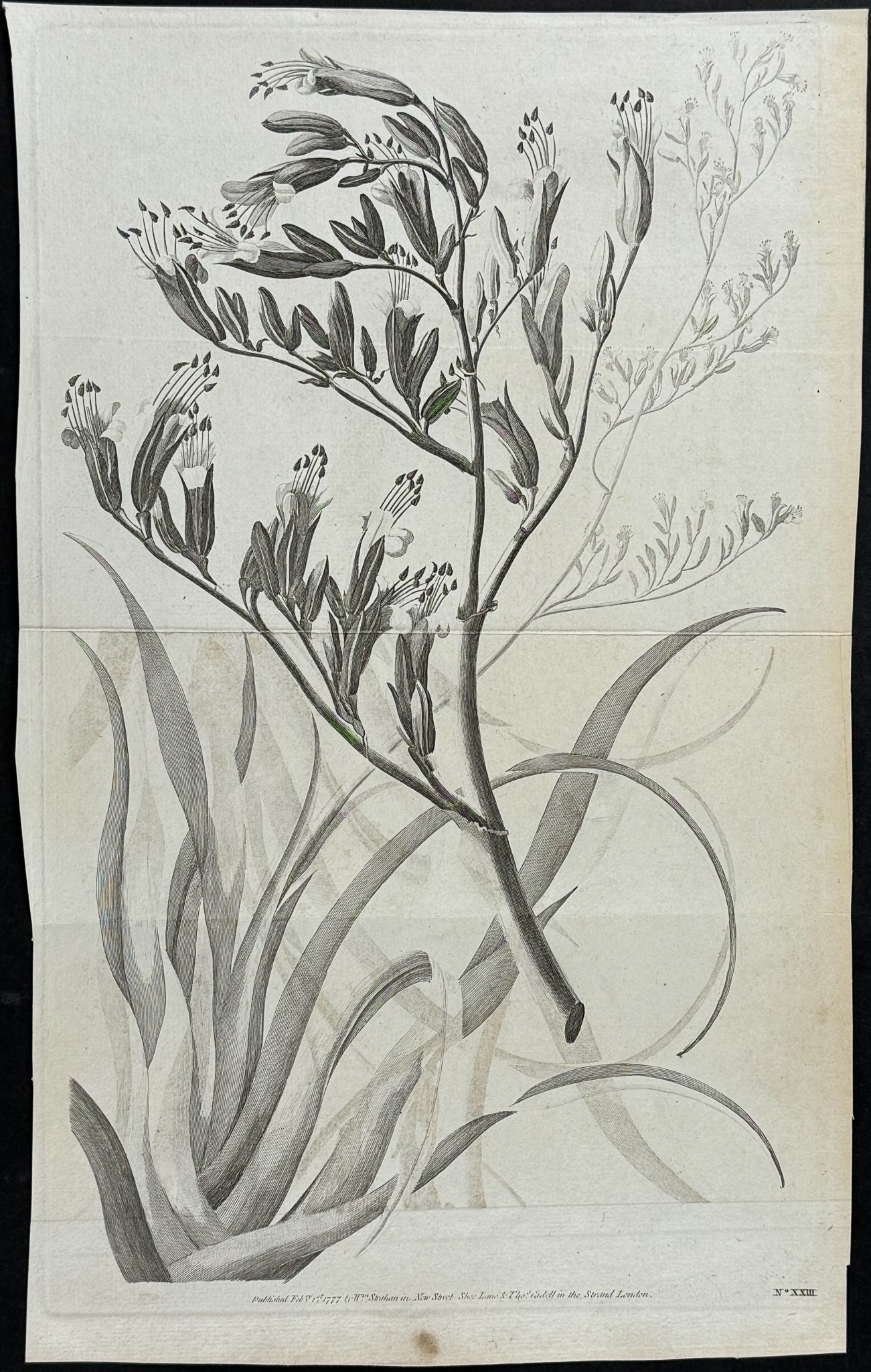 Plant from New Zealand