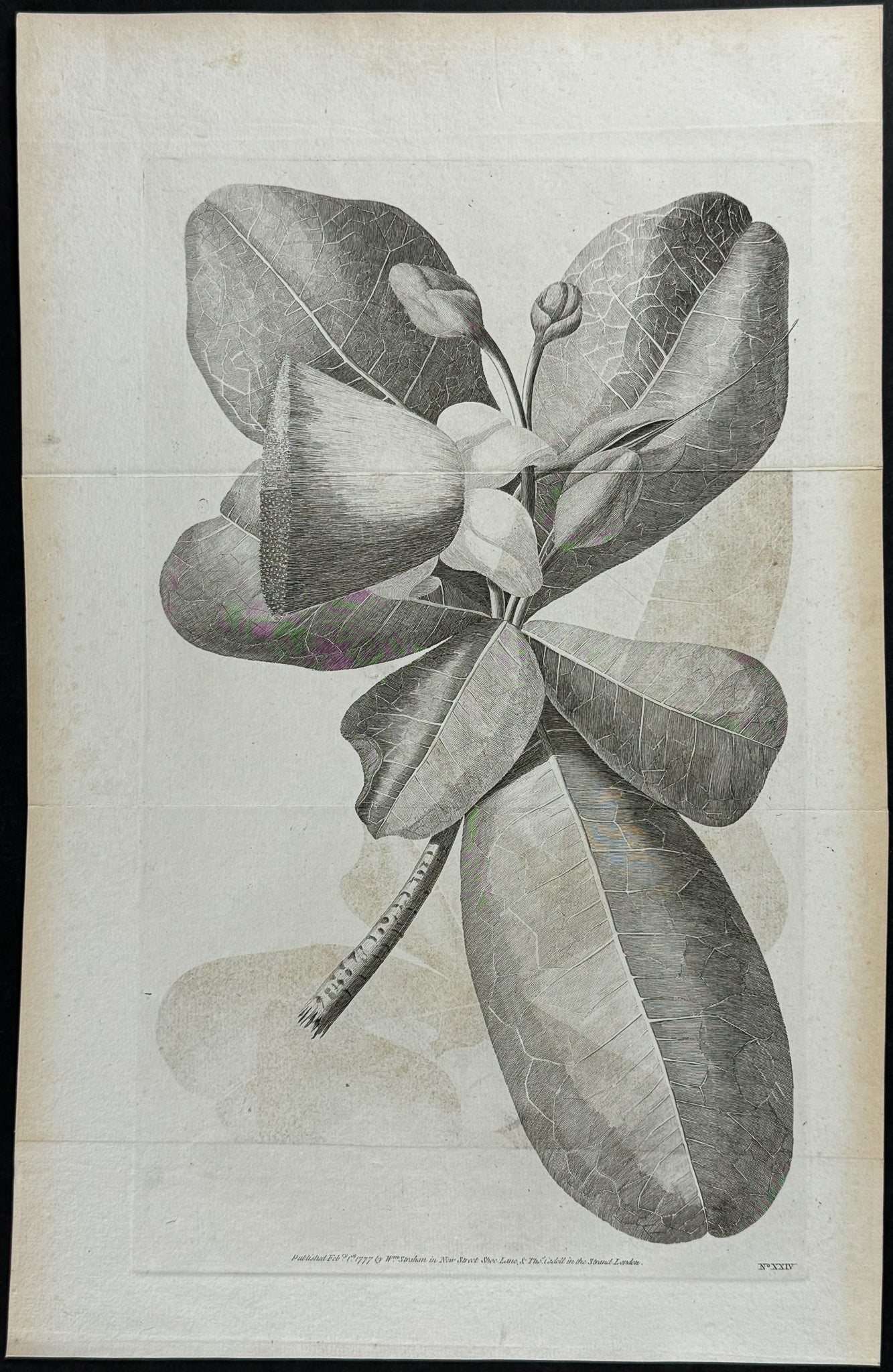 Plant from Tahiti
