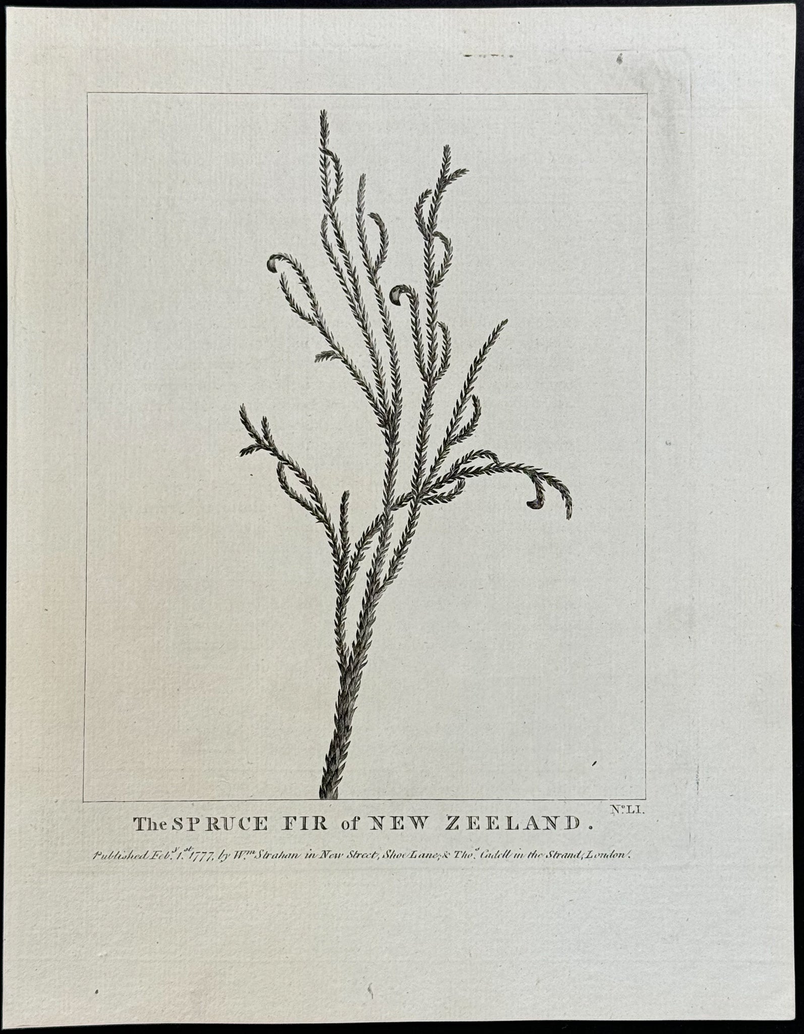 Spruce from New Zealand