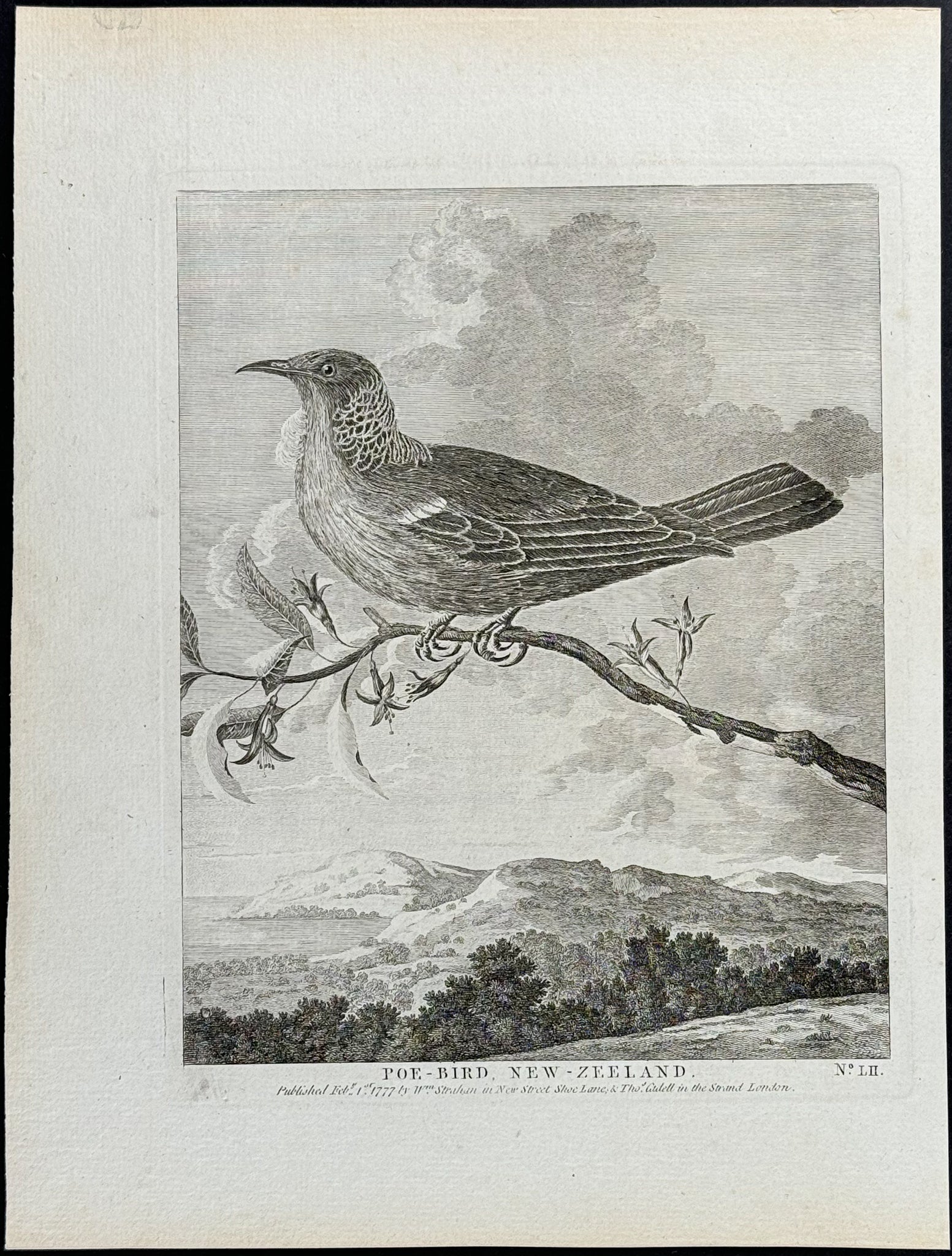 Poe-bird, New Zealand