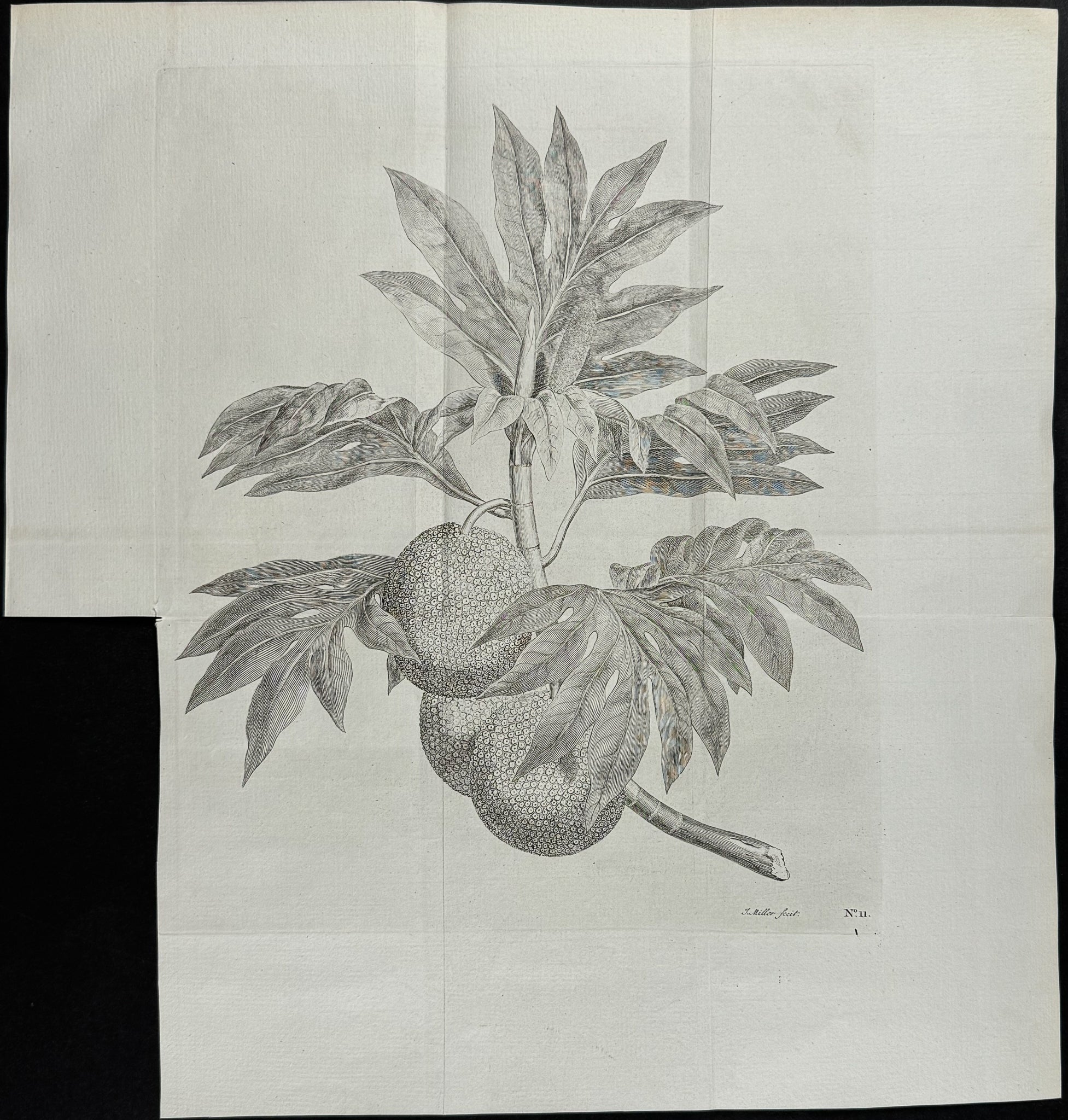 A branch of the bread-fruit tree with the fruit