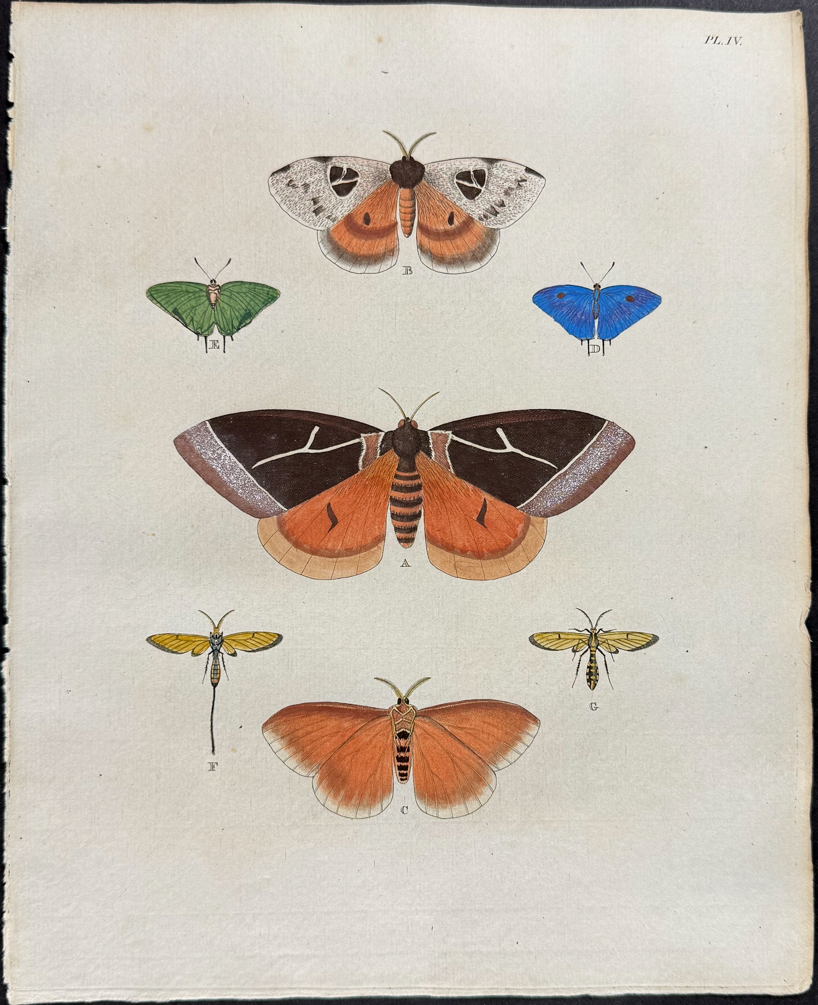 Butterfly & Moth