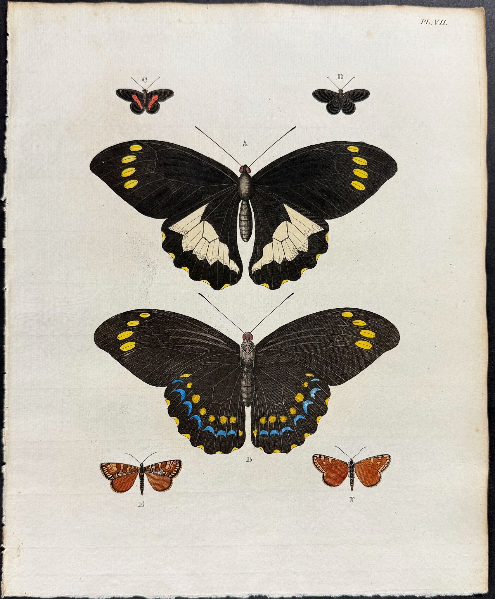 Butterfly & Moth