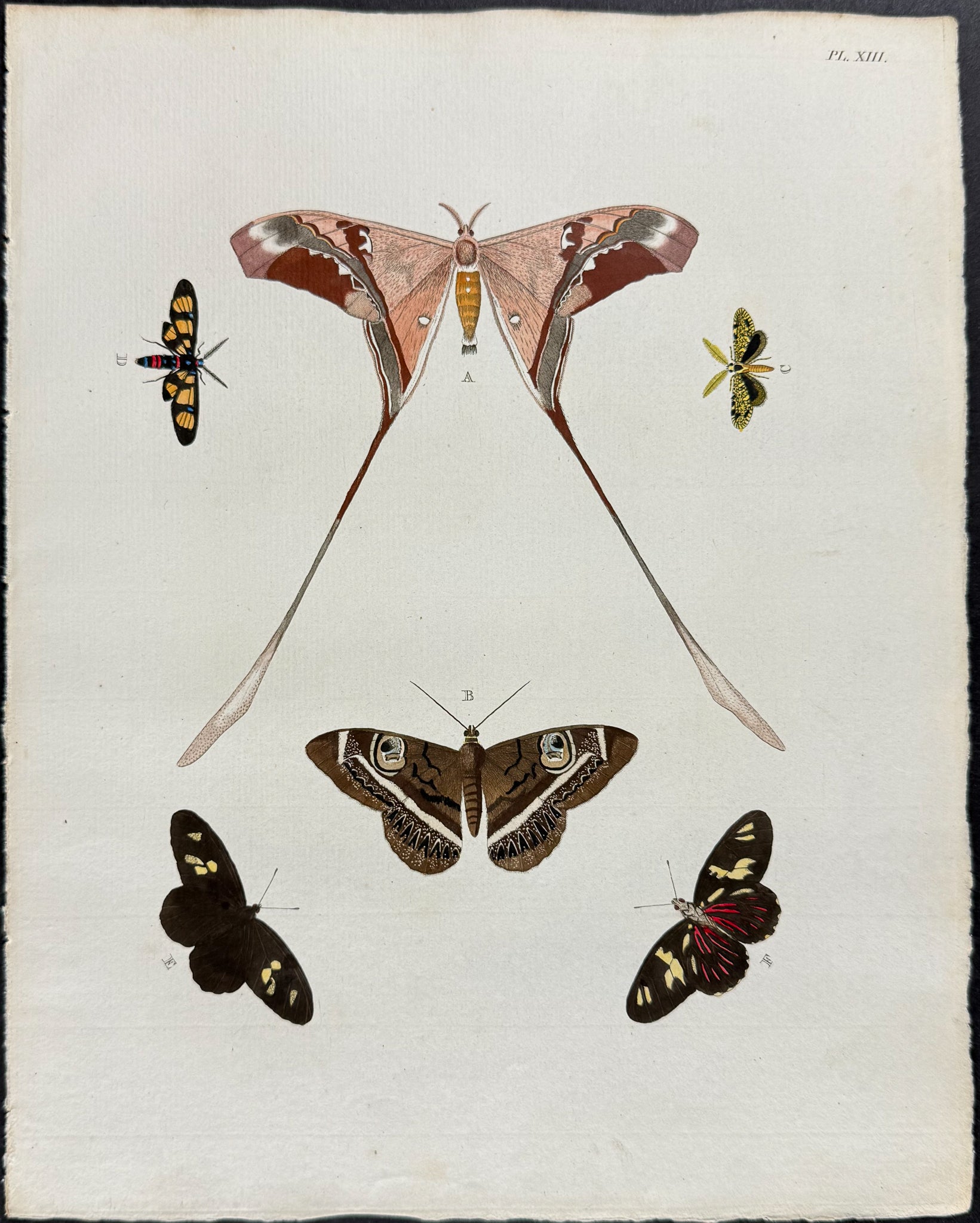 Butterfly & Moth