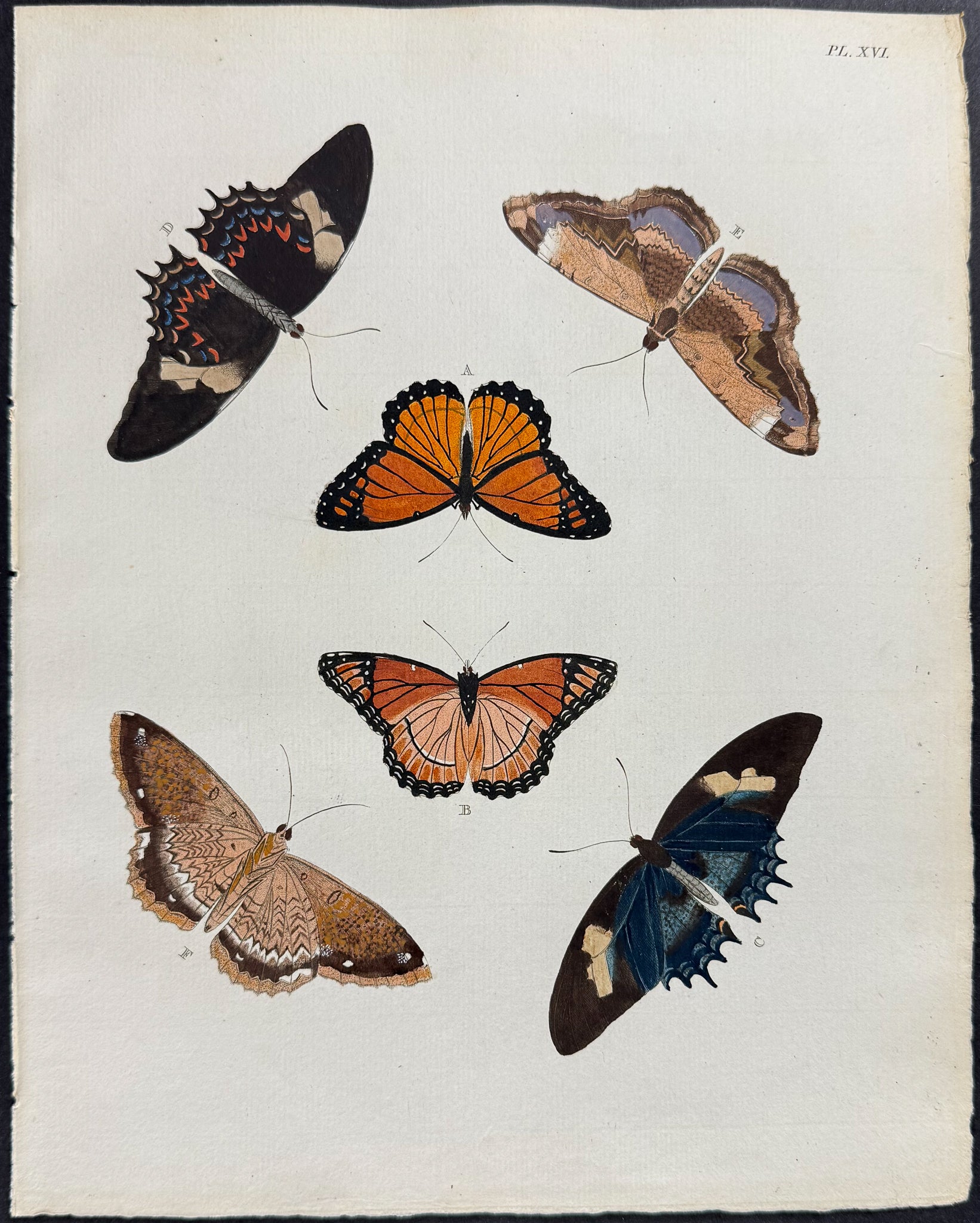 Butterfly & Moth