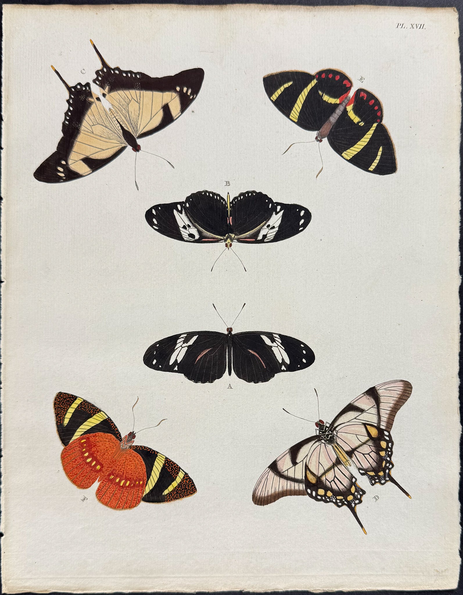 Butterfly & Moth