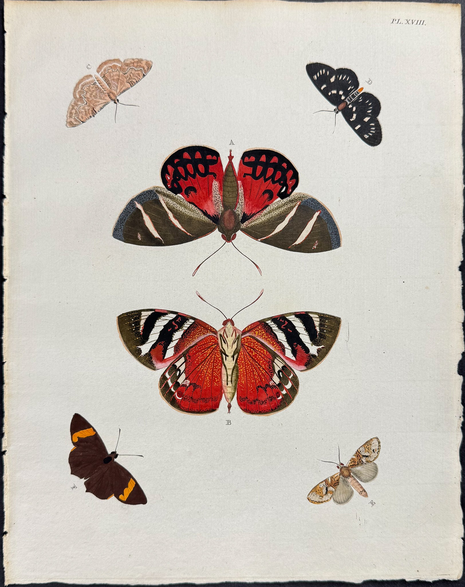 Butterfly & Moth